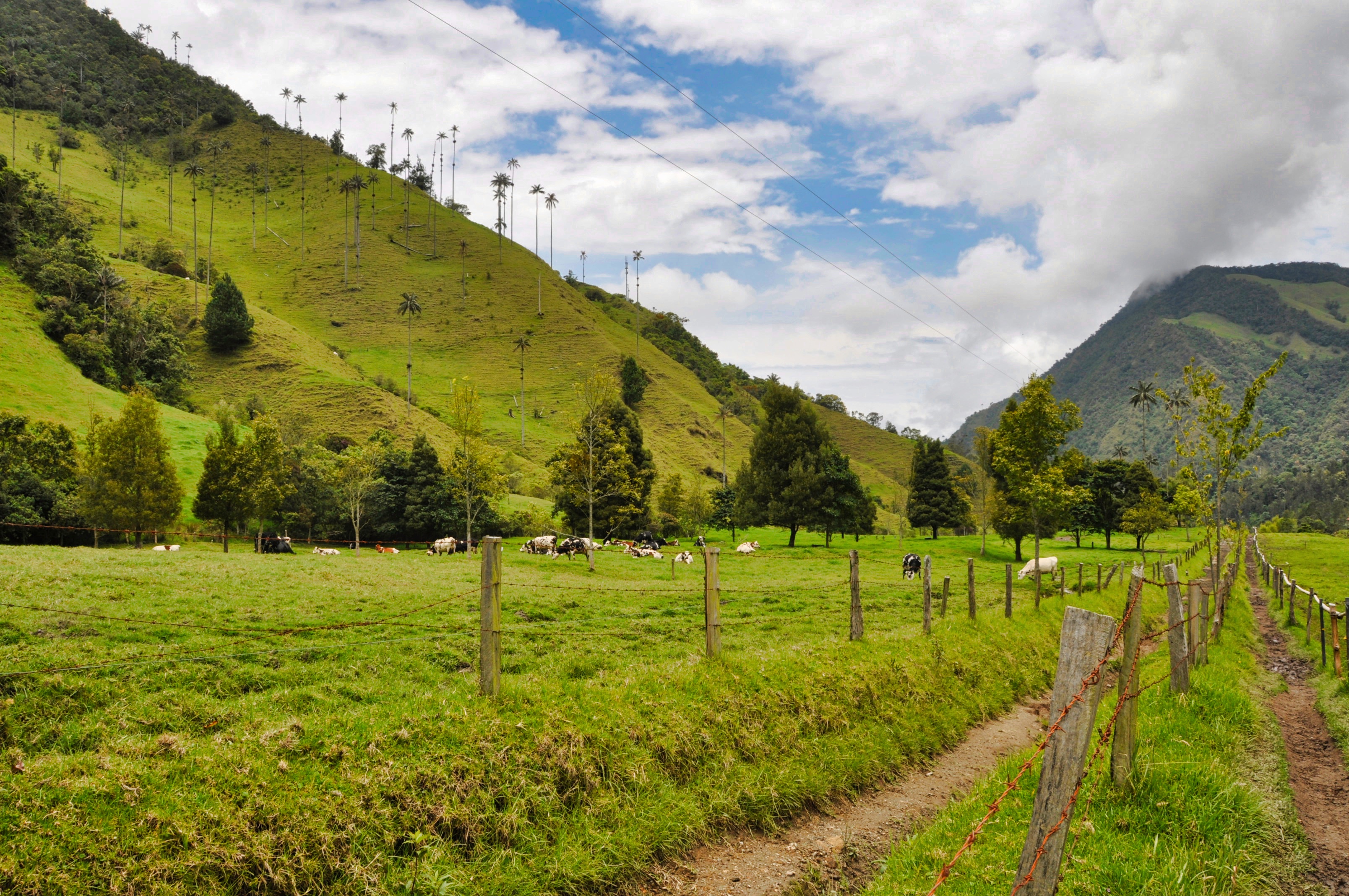 Two Travel The World - Valle de Cocora (Cocora Valley)