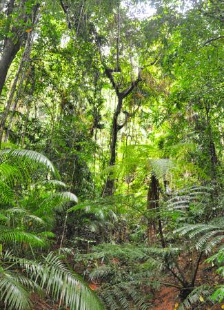Two Travel The World - Daintree Rainforest Tours