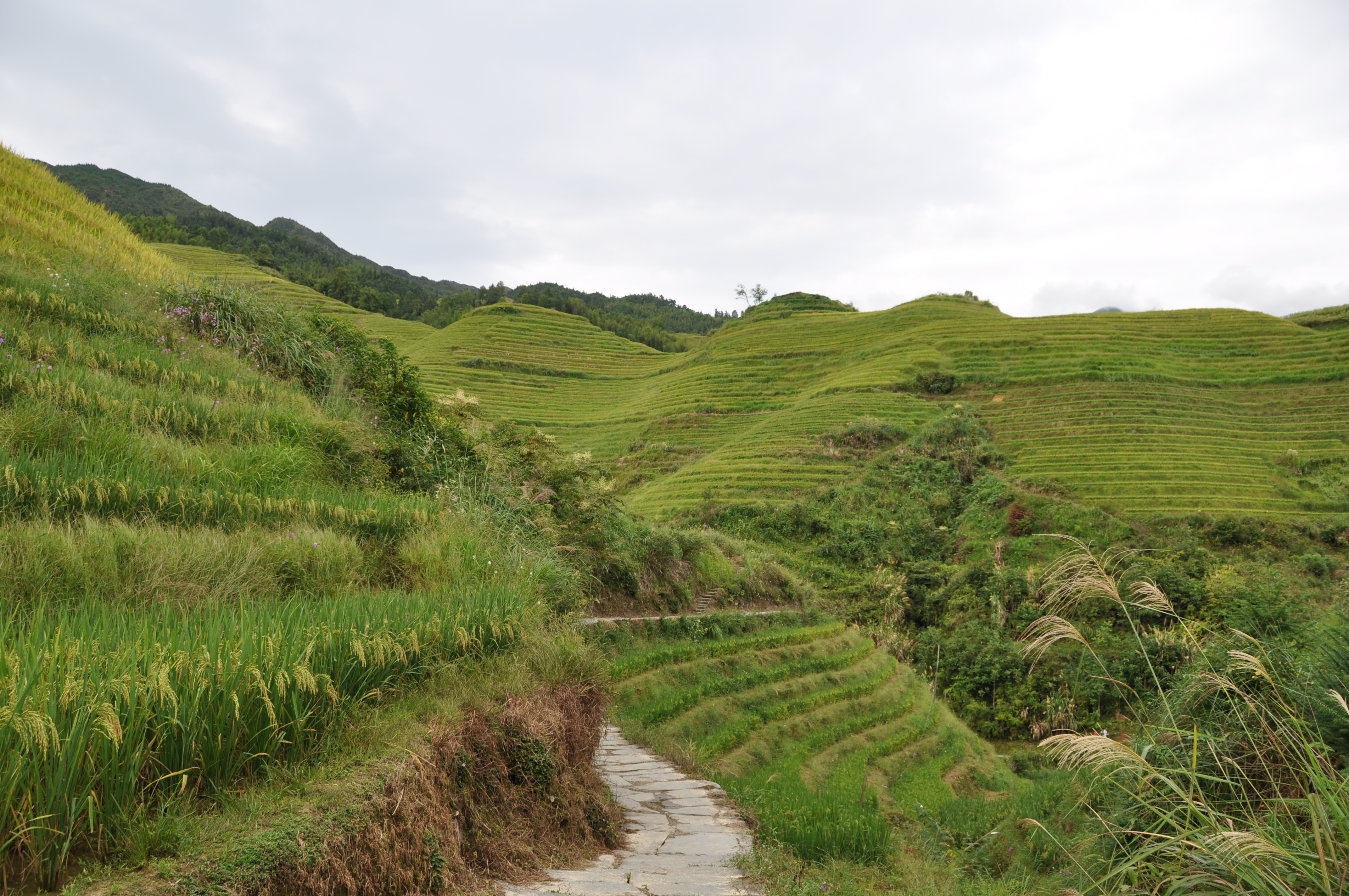 twotraveltheworld-lesrizieresenterrassedeLongji