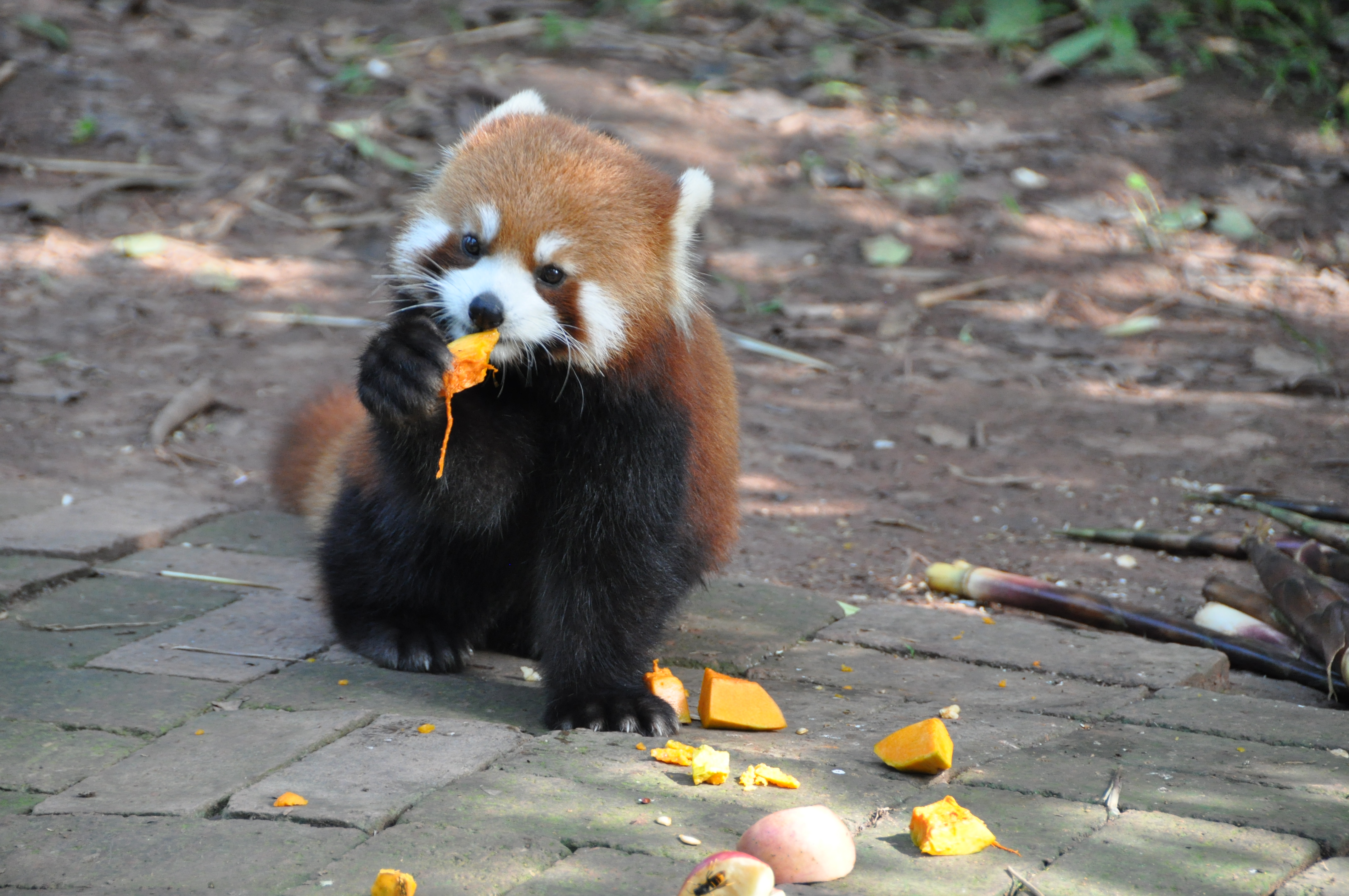 TwotraveltheWorld - Le centre de recherche sur le panda de Chengdu