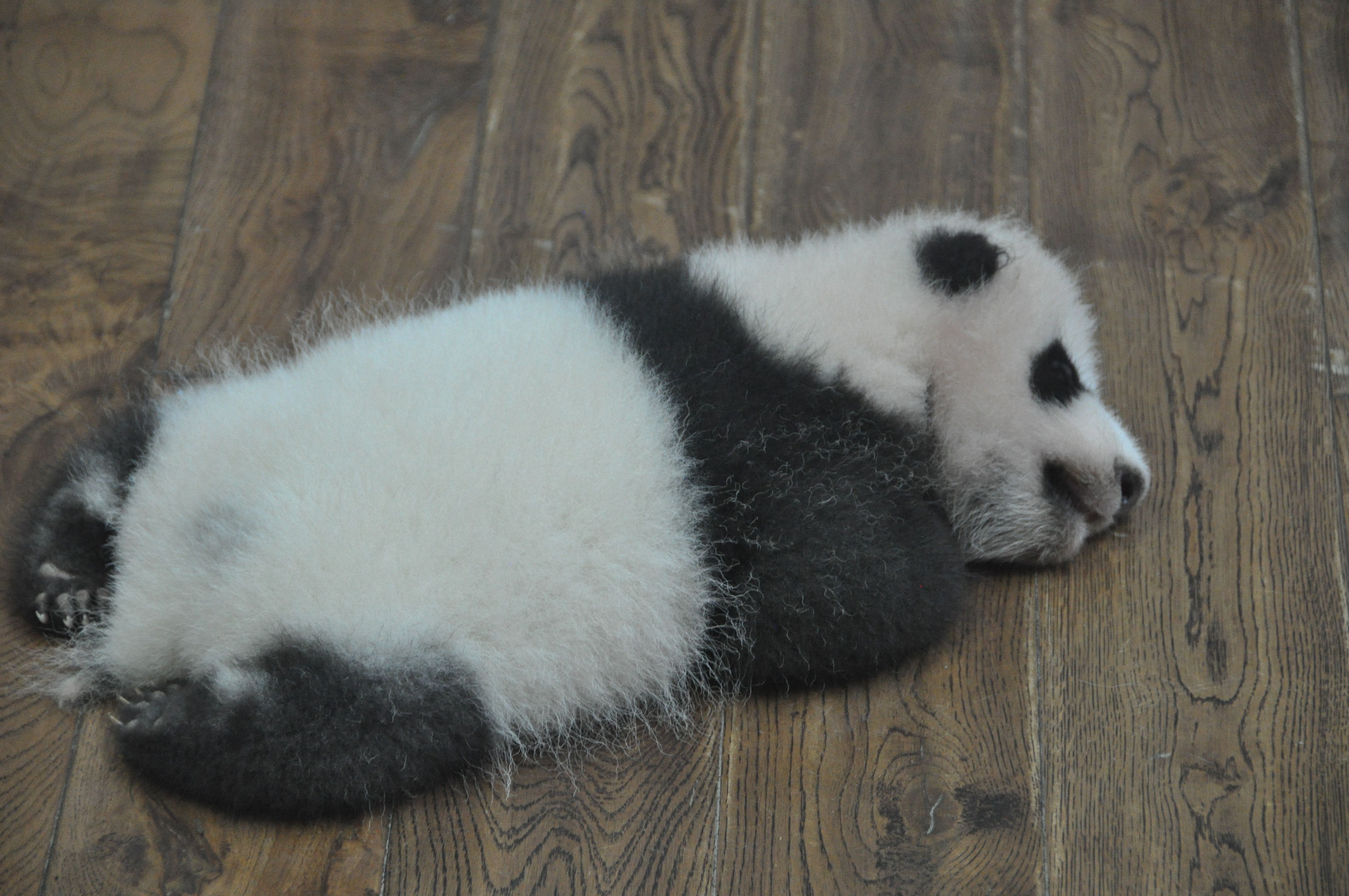 TwotraveltheWorld - Le centre de recherche sur le panda de Chengdu