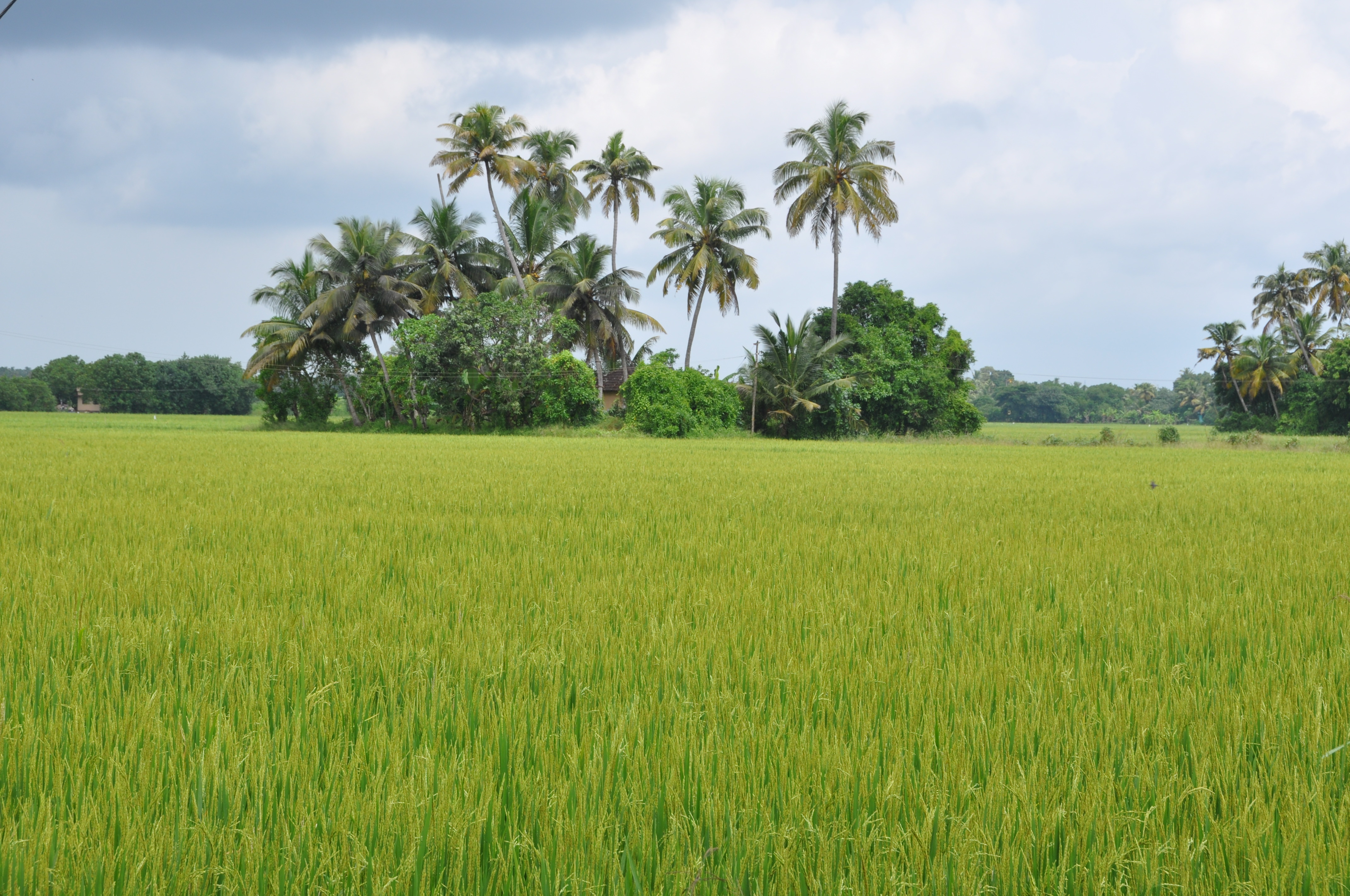 twotraveltheworld-Alappuzha