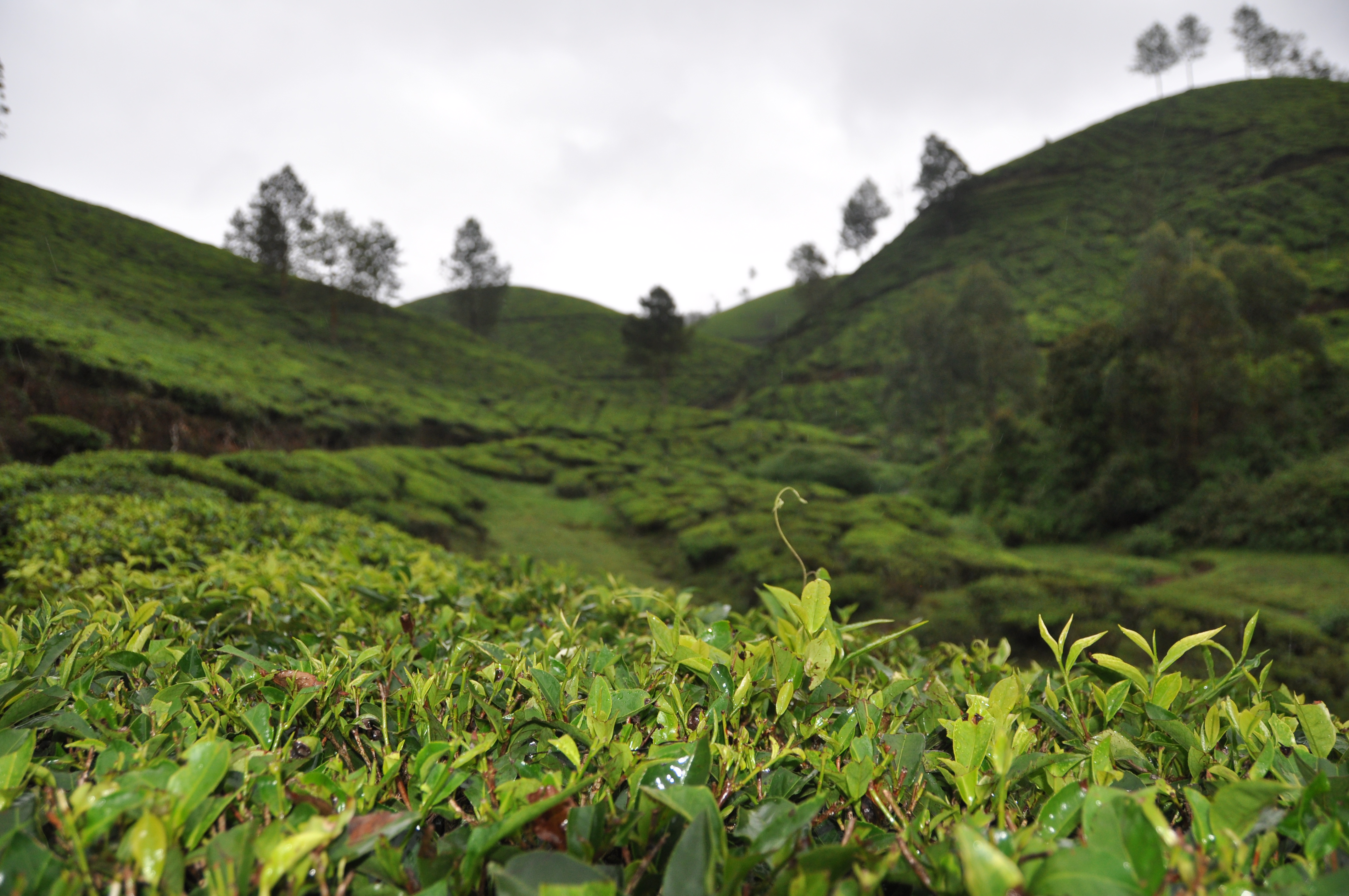 twotraveltheworld-Munnar