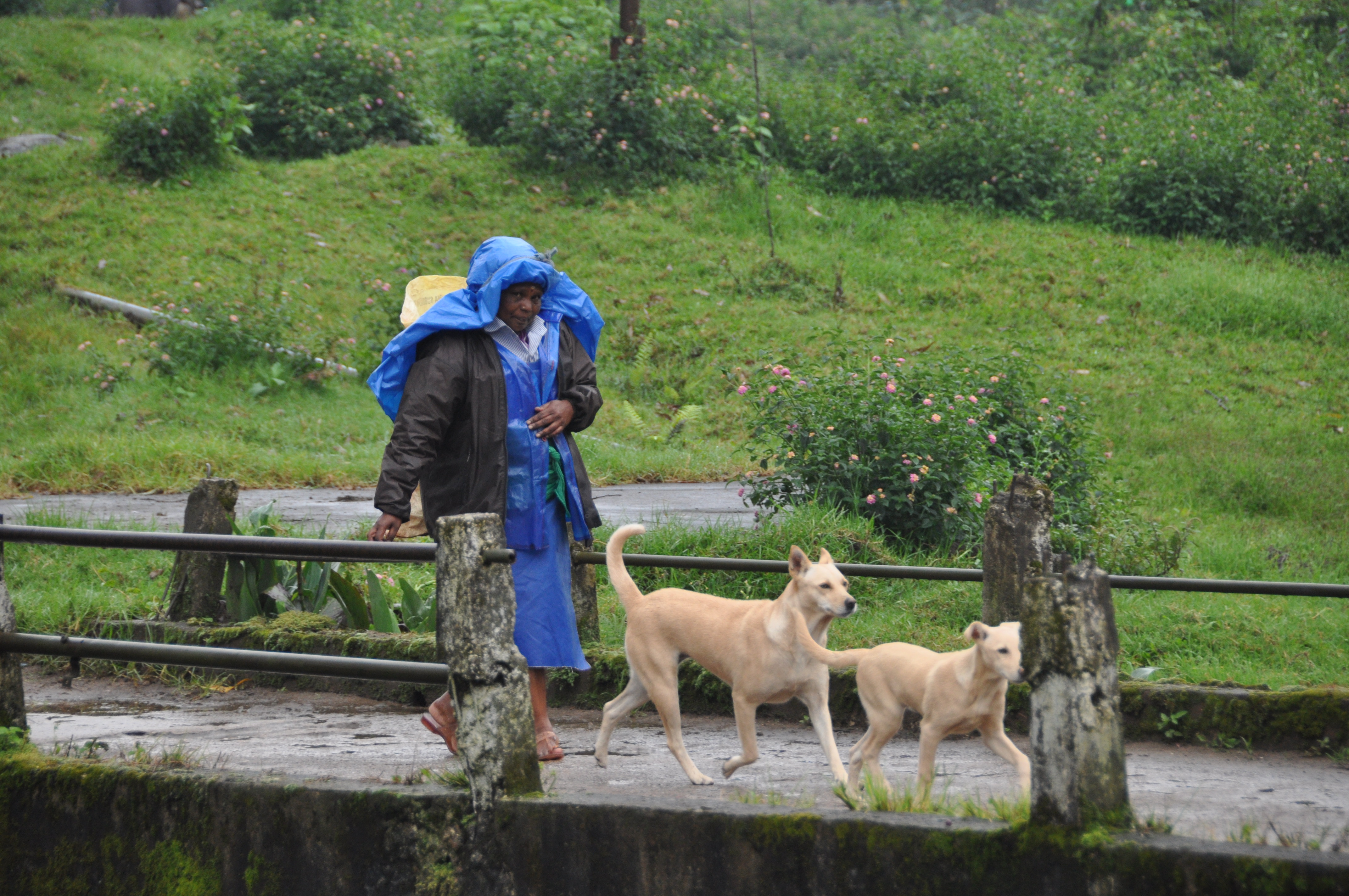 twotraveltheworld-Munnar