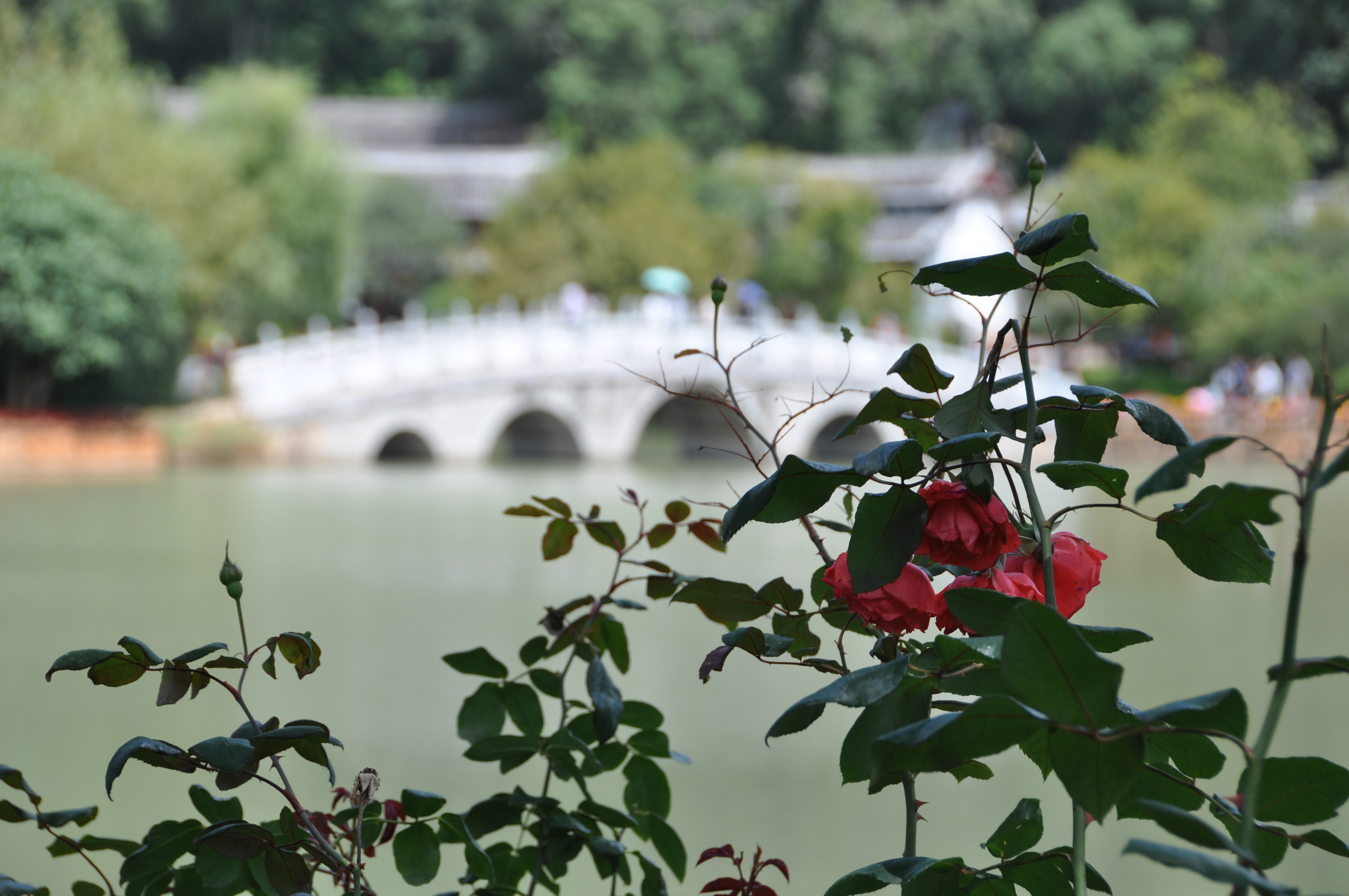 twotraveltheworld-Lijiang