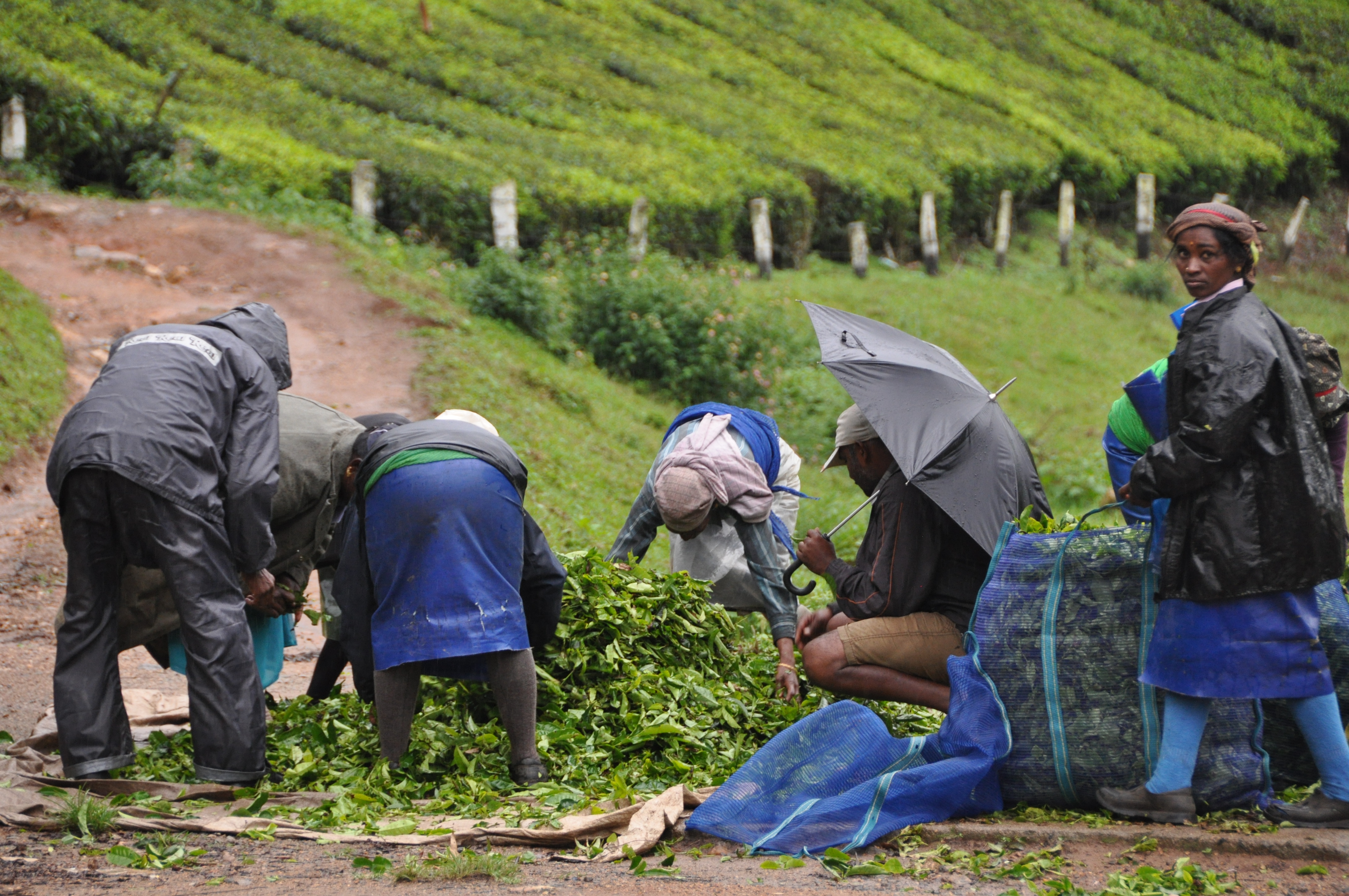 Two Travel The World - Munnar