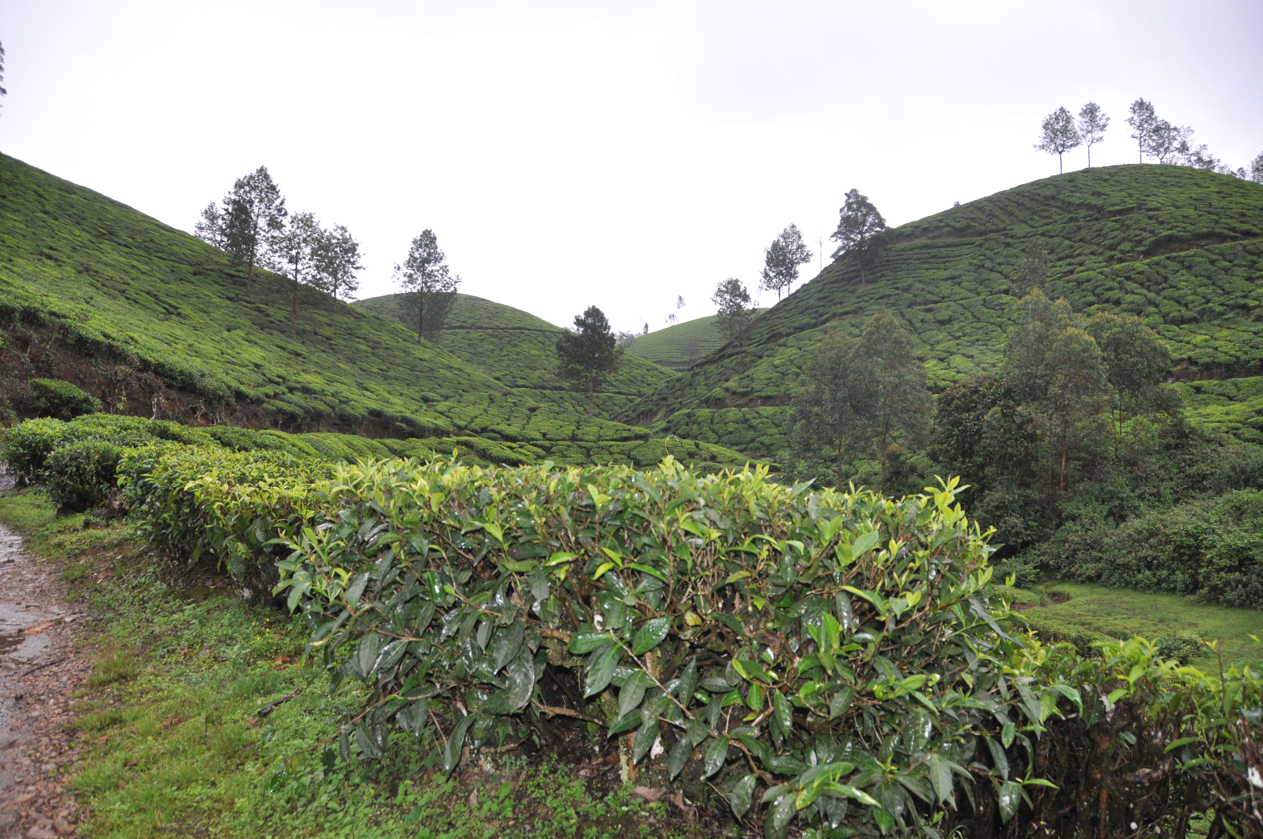 Two Travel The World - Munnar