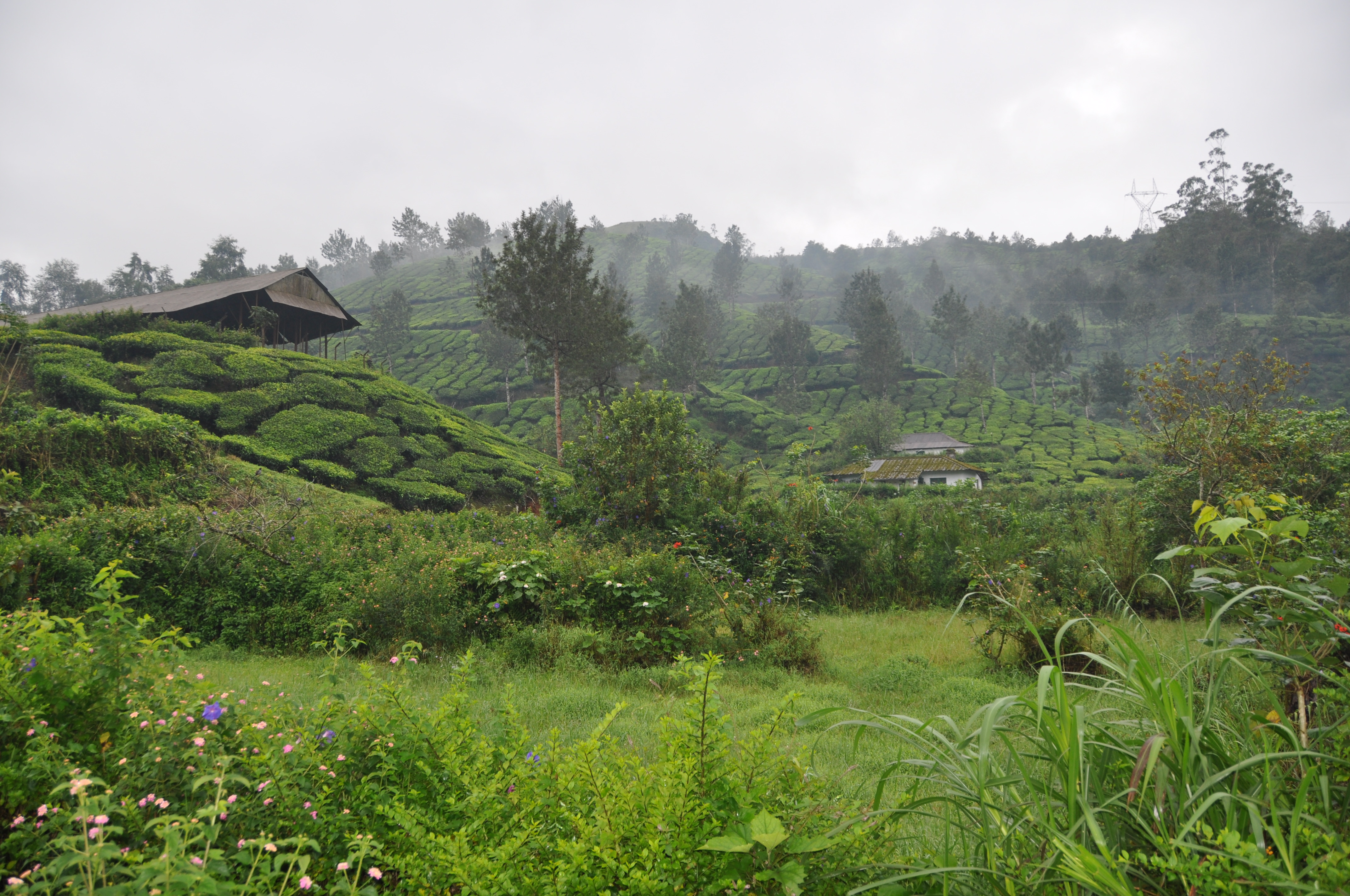Two Travel The World - Munnar