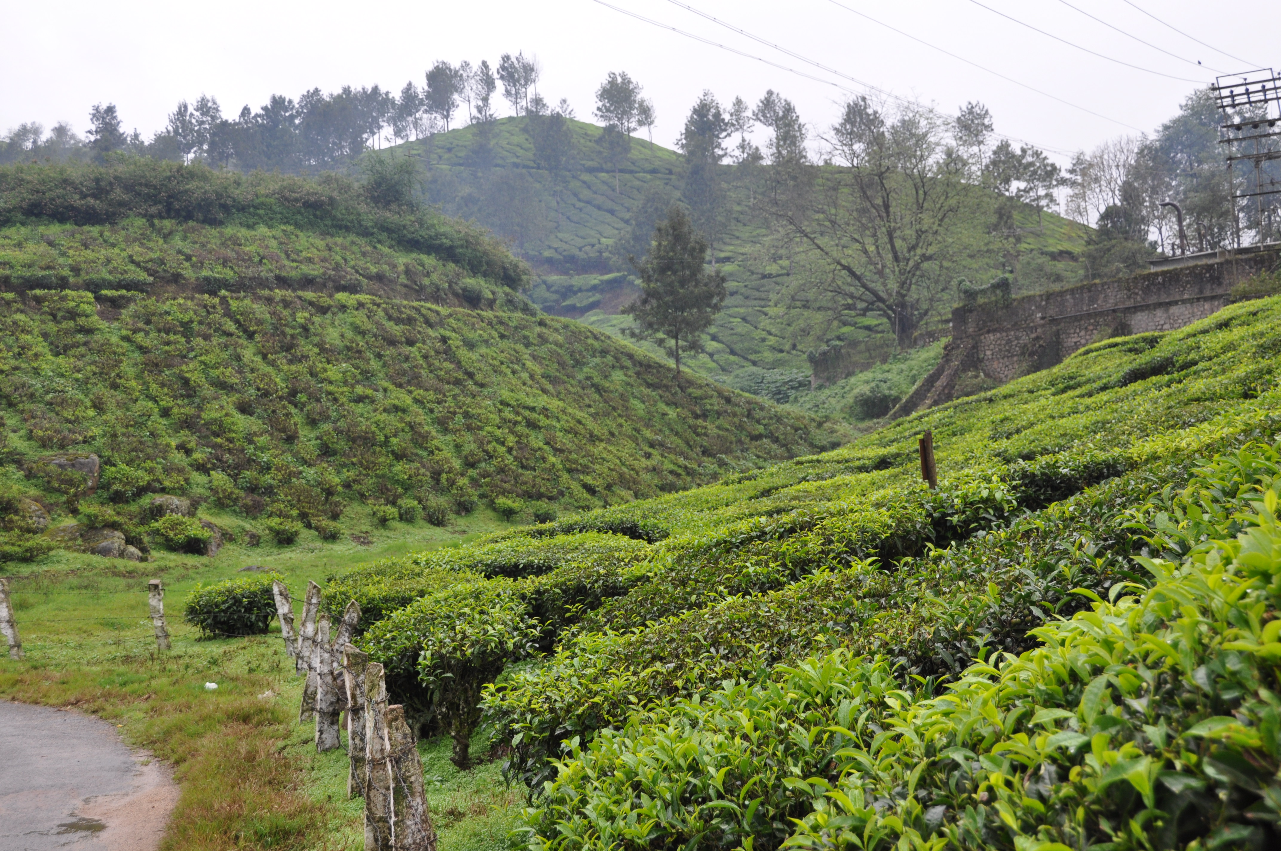 Two Travel The World - Munnar