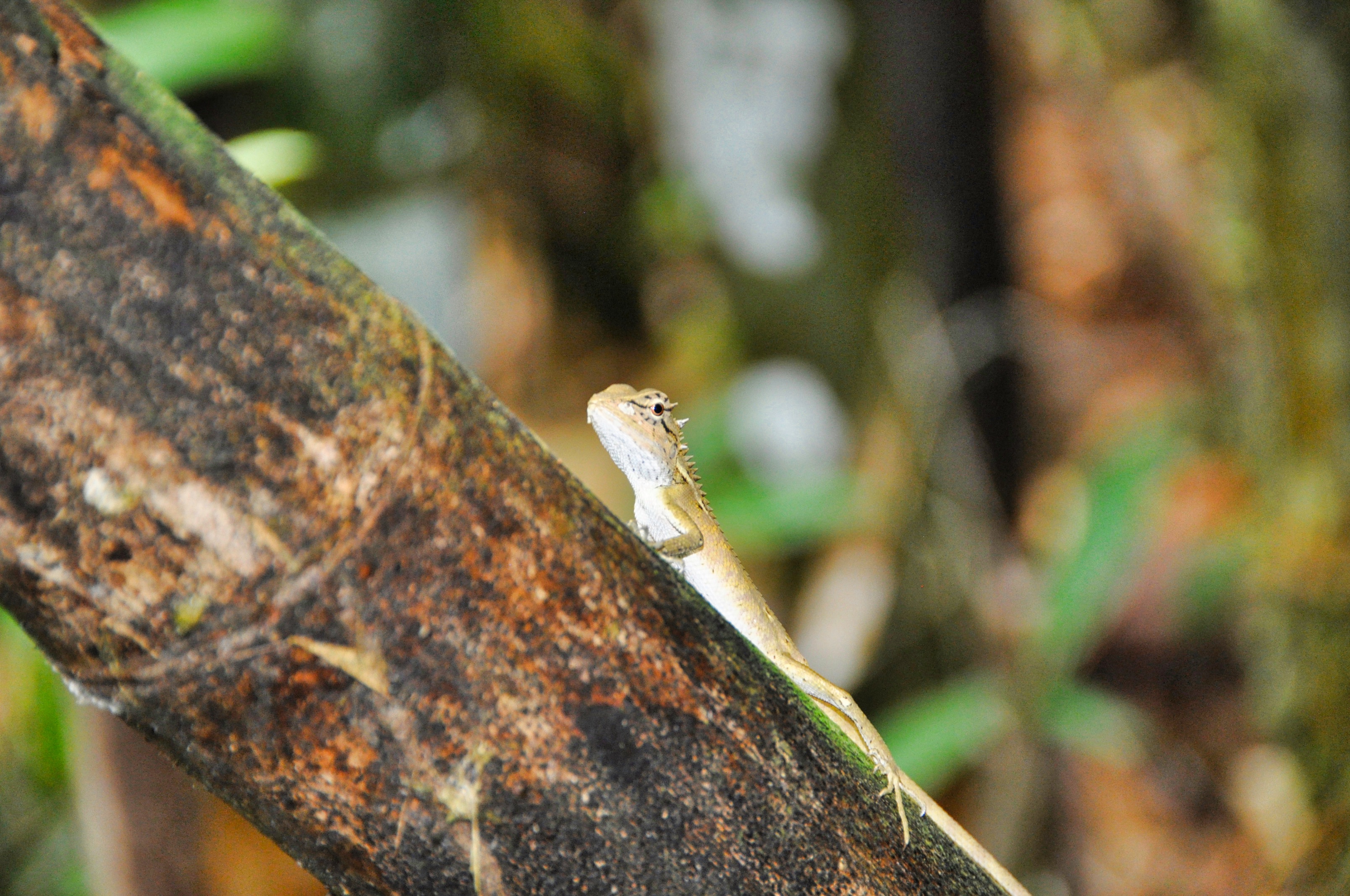 Two Travel The World - Khao Sok National Park Tours