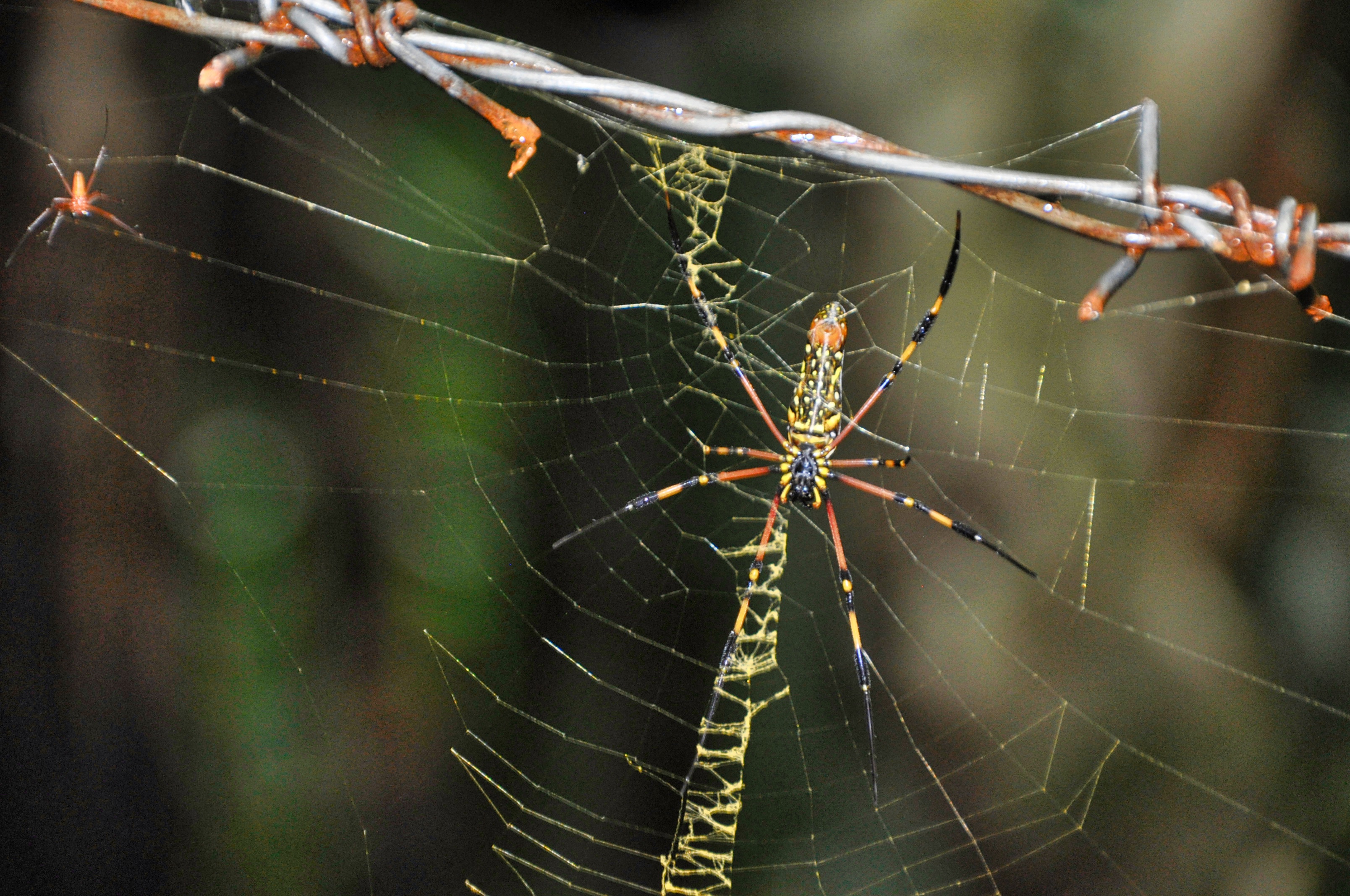 Two Travel The World - Khao Sok National Park Tours