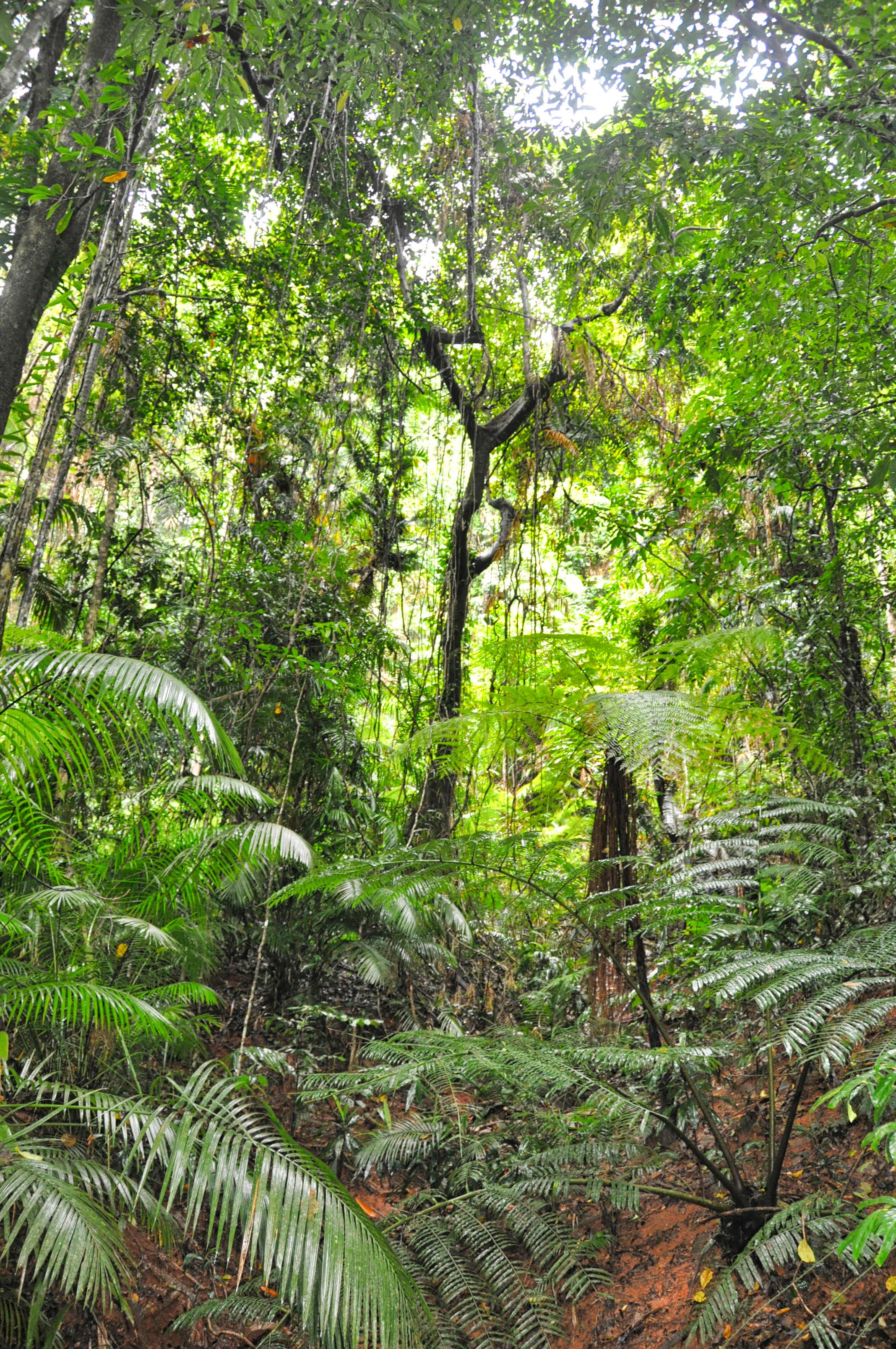 Two Travel The World - Daintree Rainforest Tours