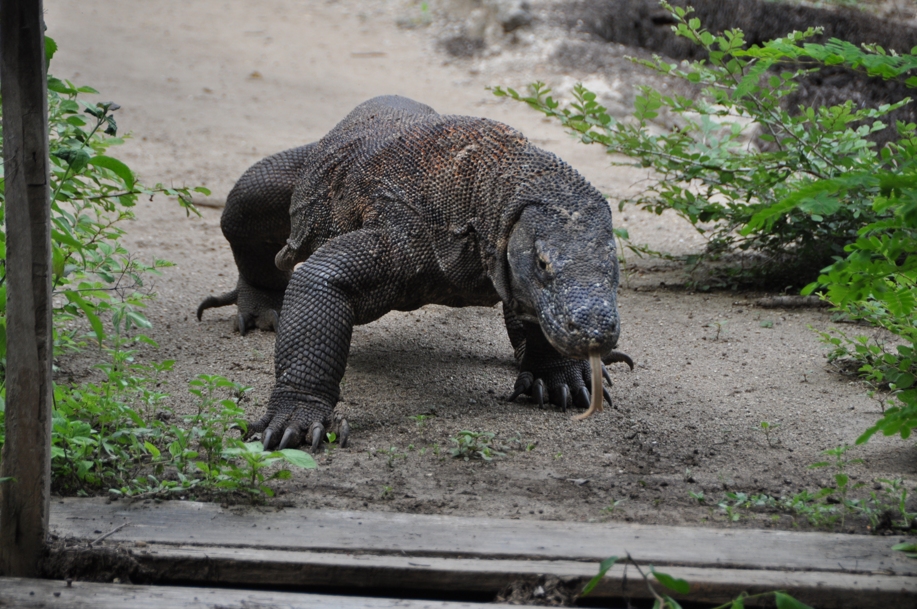 Two Travel The World - Komodo Tour Package: Komodo National Park on a 2 day boat tour.