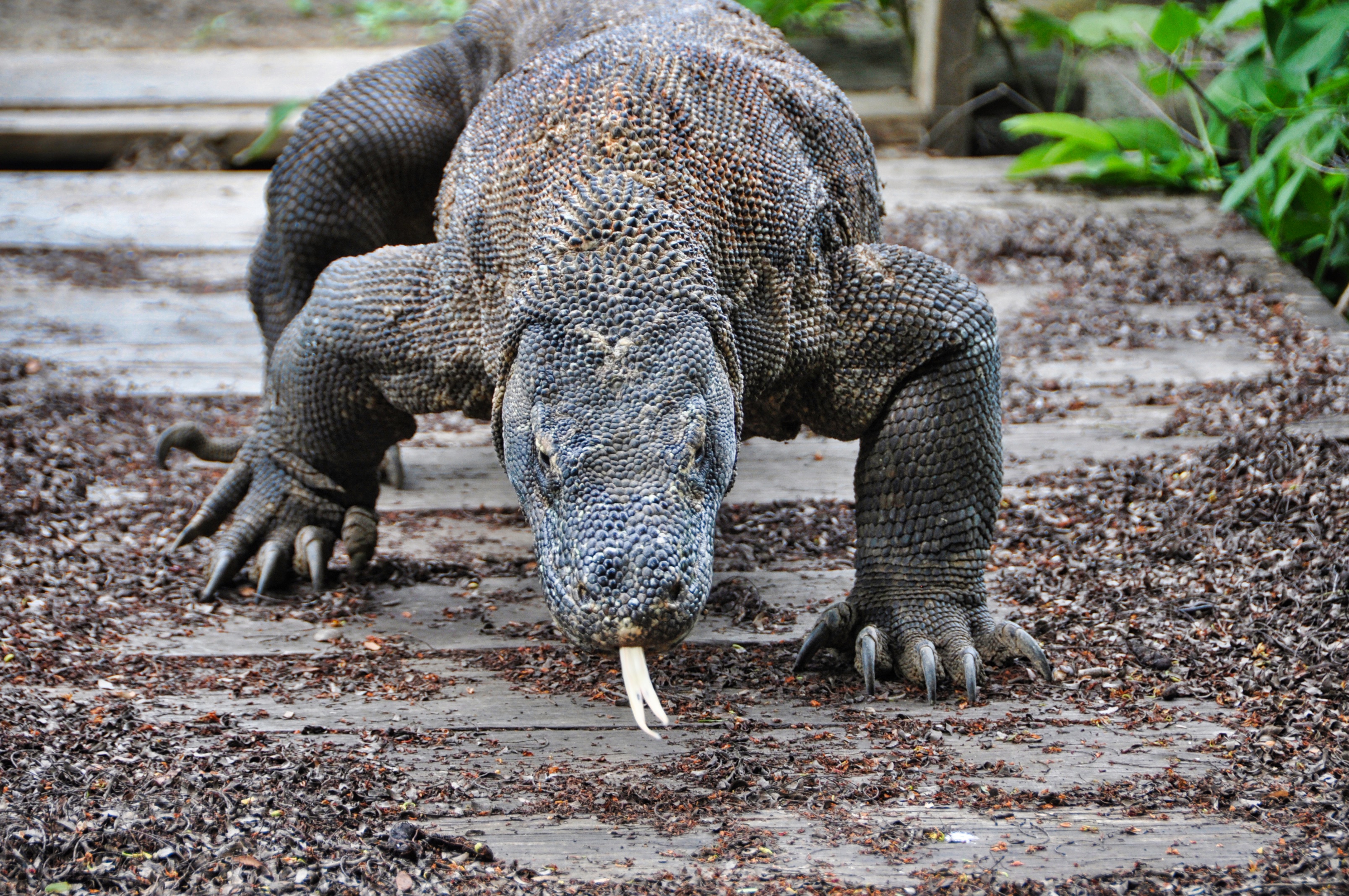 Two Travel The World - Komodo Tour Package: Komodo National Park on a 2 day boat tour.