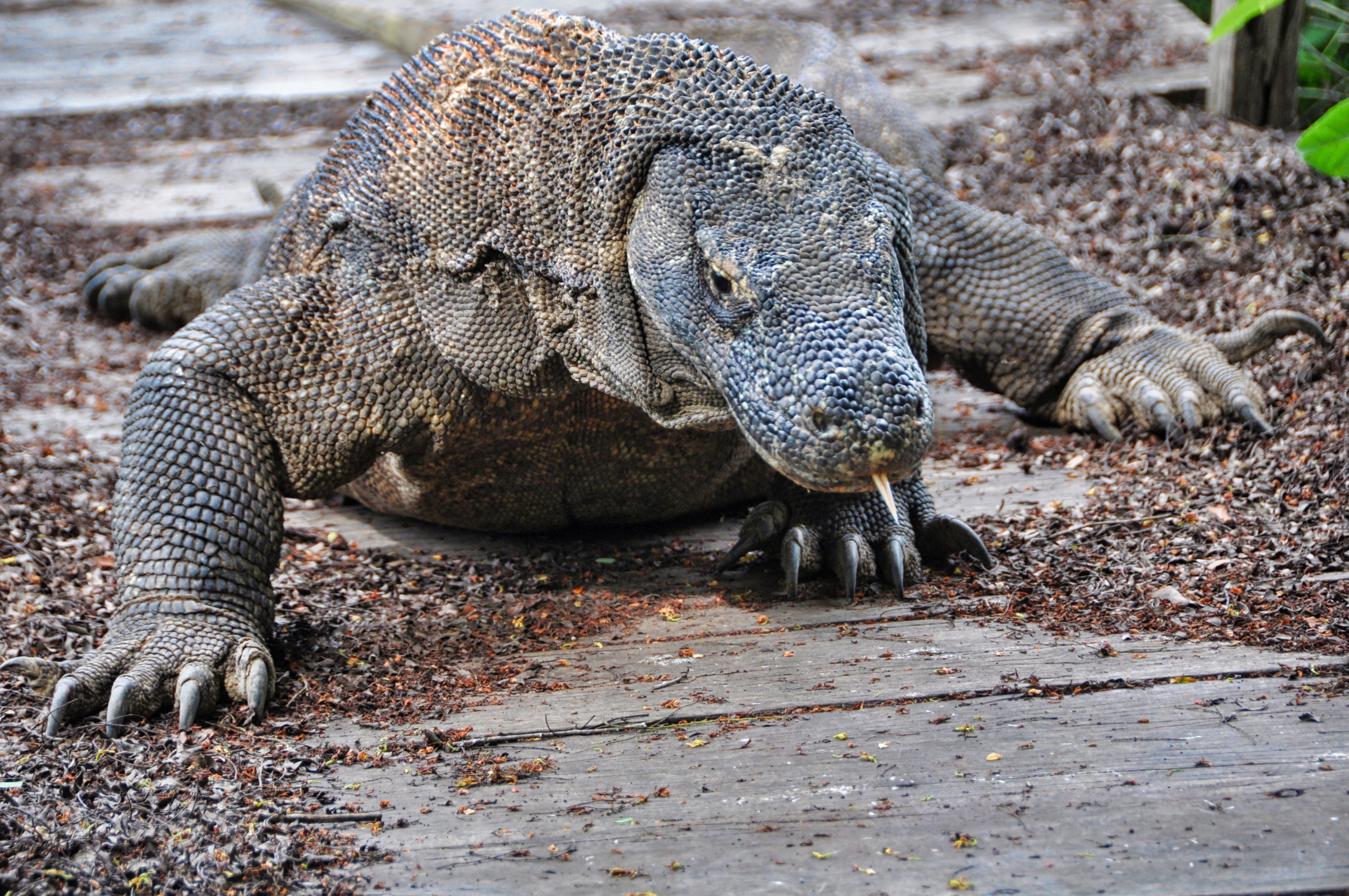 twotraveltheworld-croisierekomodo