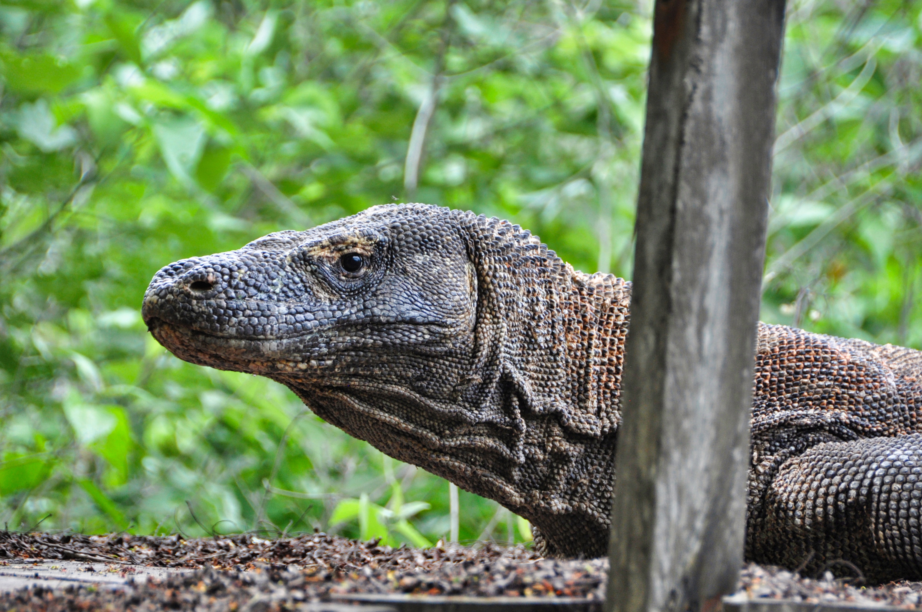 twotraveltheworld-croisierekomodo