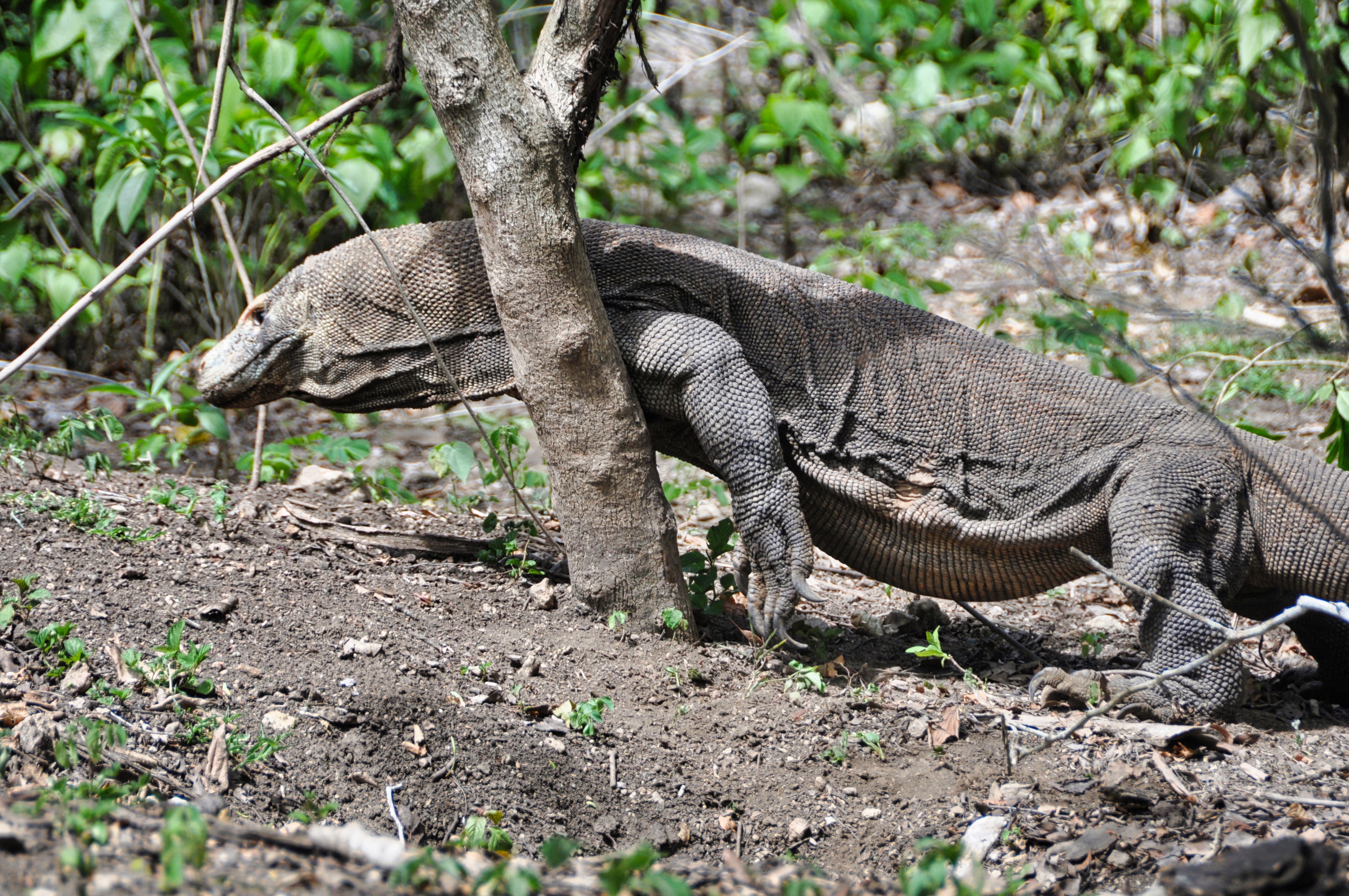 twotraveltheworld-croisierekomodo