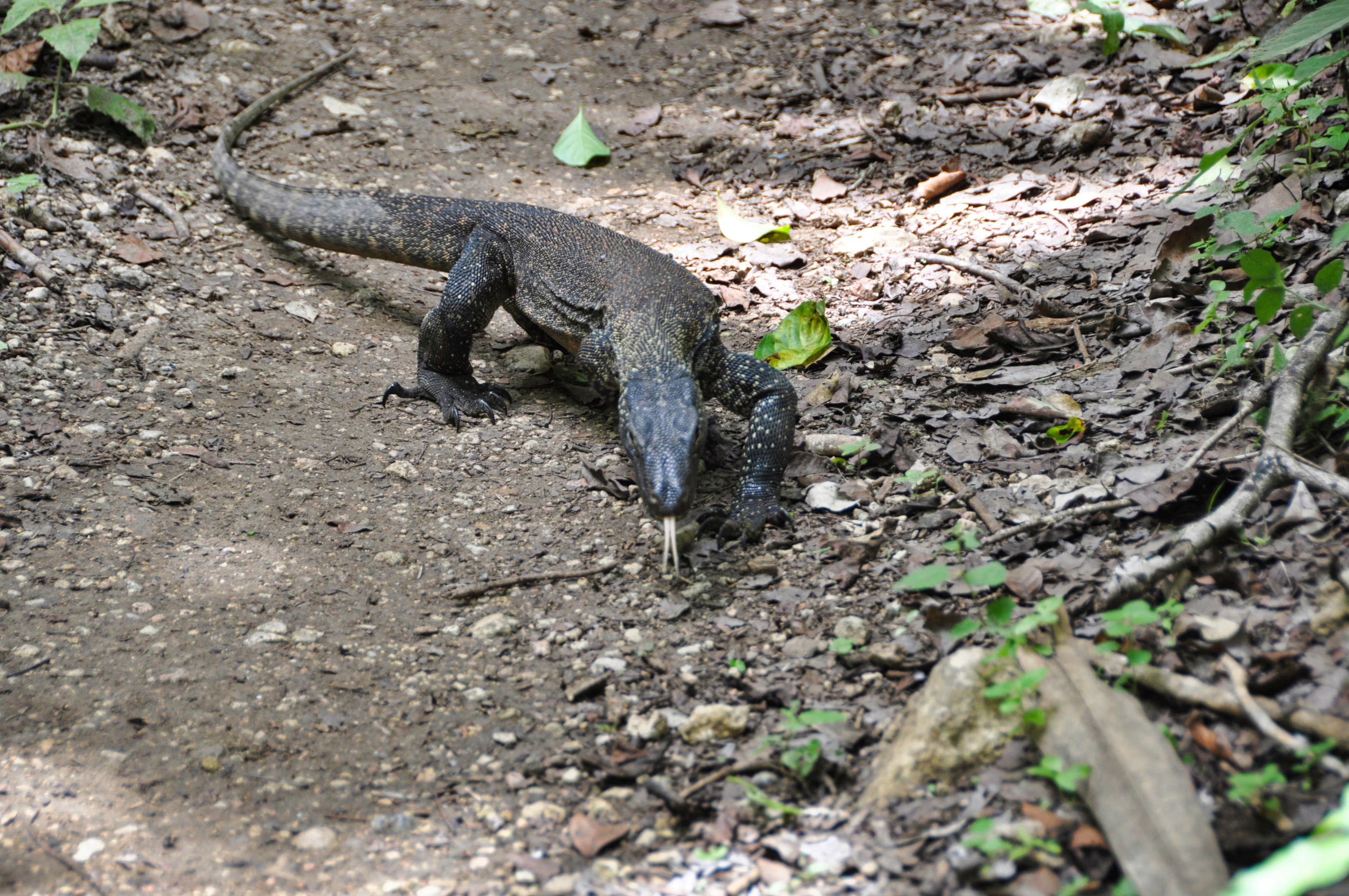 Two Travel The World - Komodo Tour Package: Komodo National Park on a 2 day boat tour.