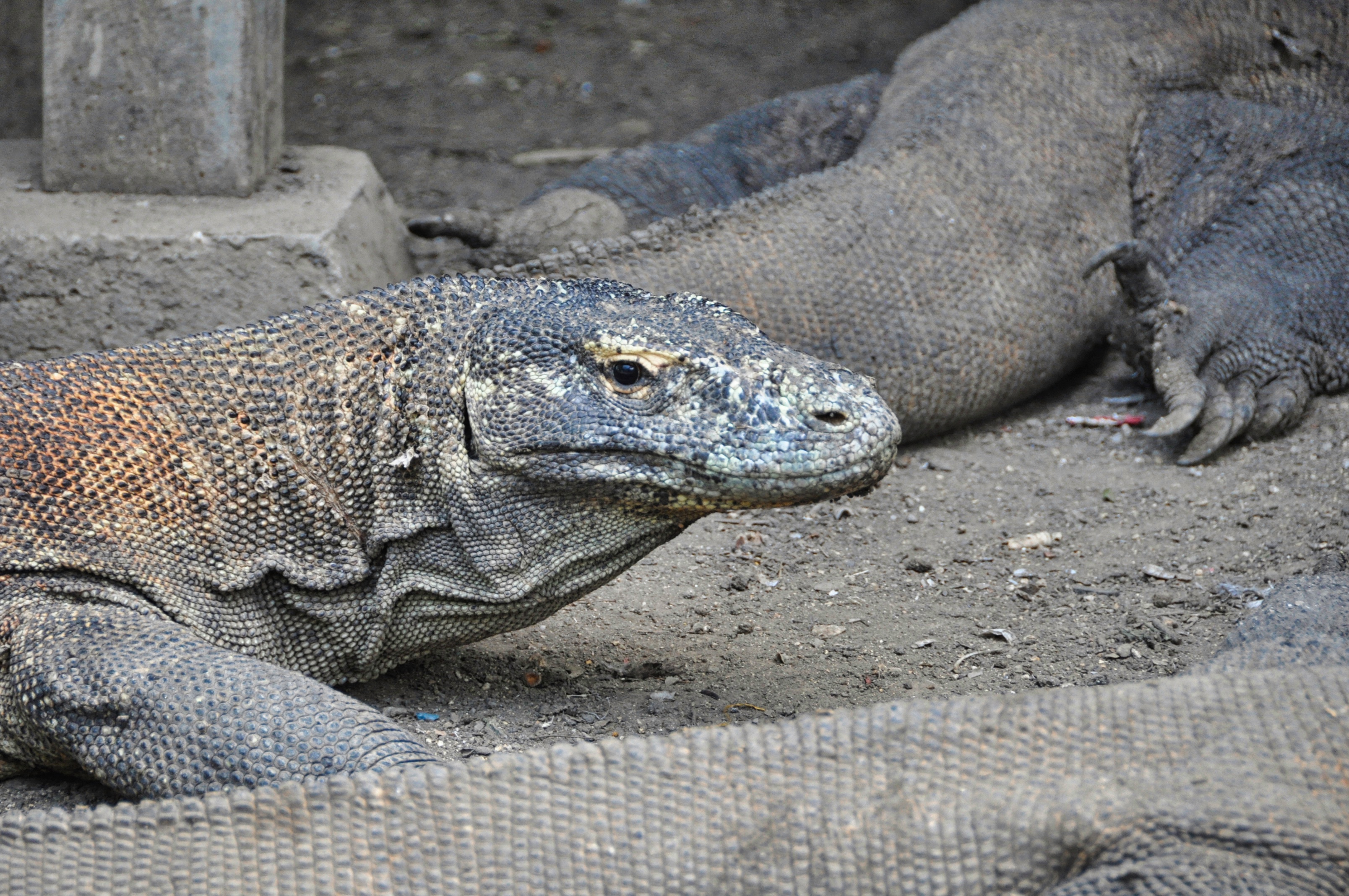 Two Travel The World - Komodo Tour Package: Komodo National Park on a 2 day boat tour.