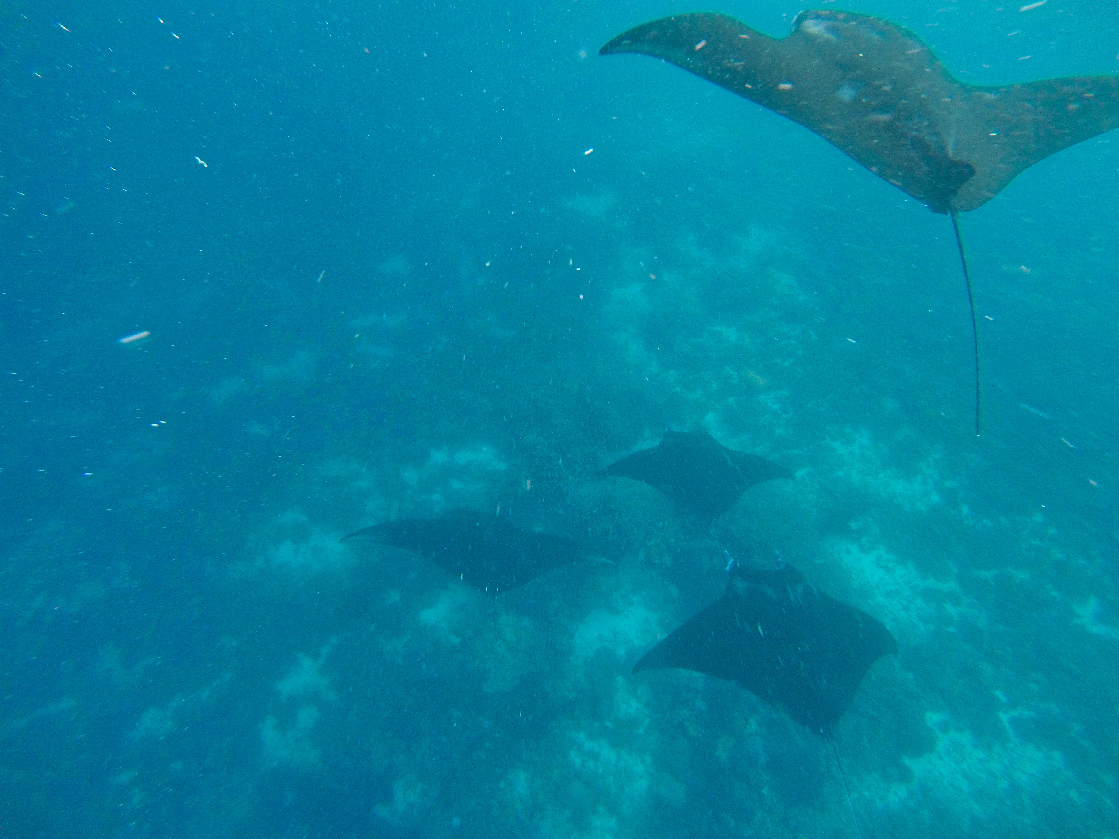 Two Travel The World - Manta Point Labuan Bajo