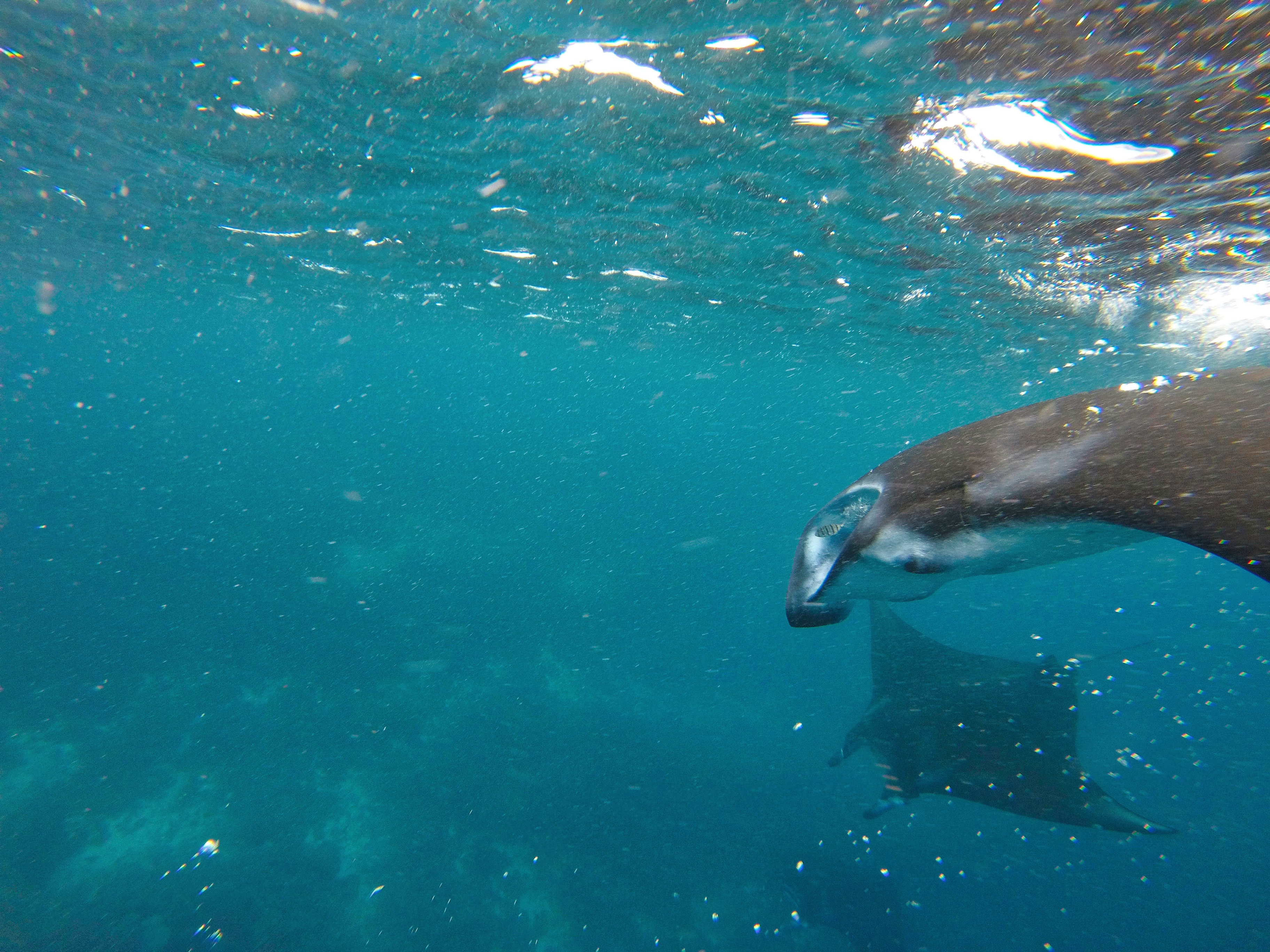 Two Travel The World - Manta Point Labuan Bajo