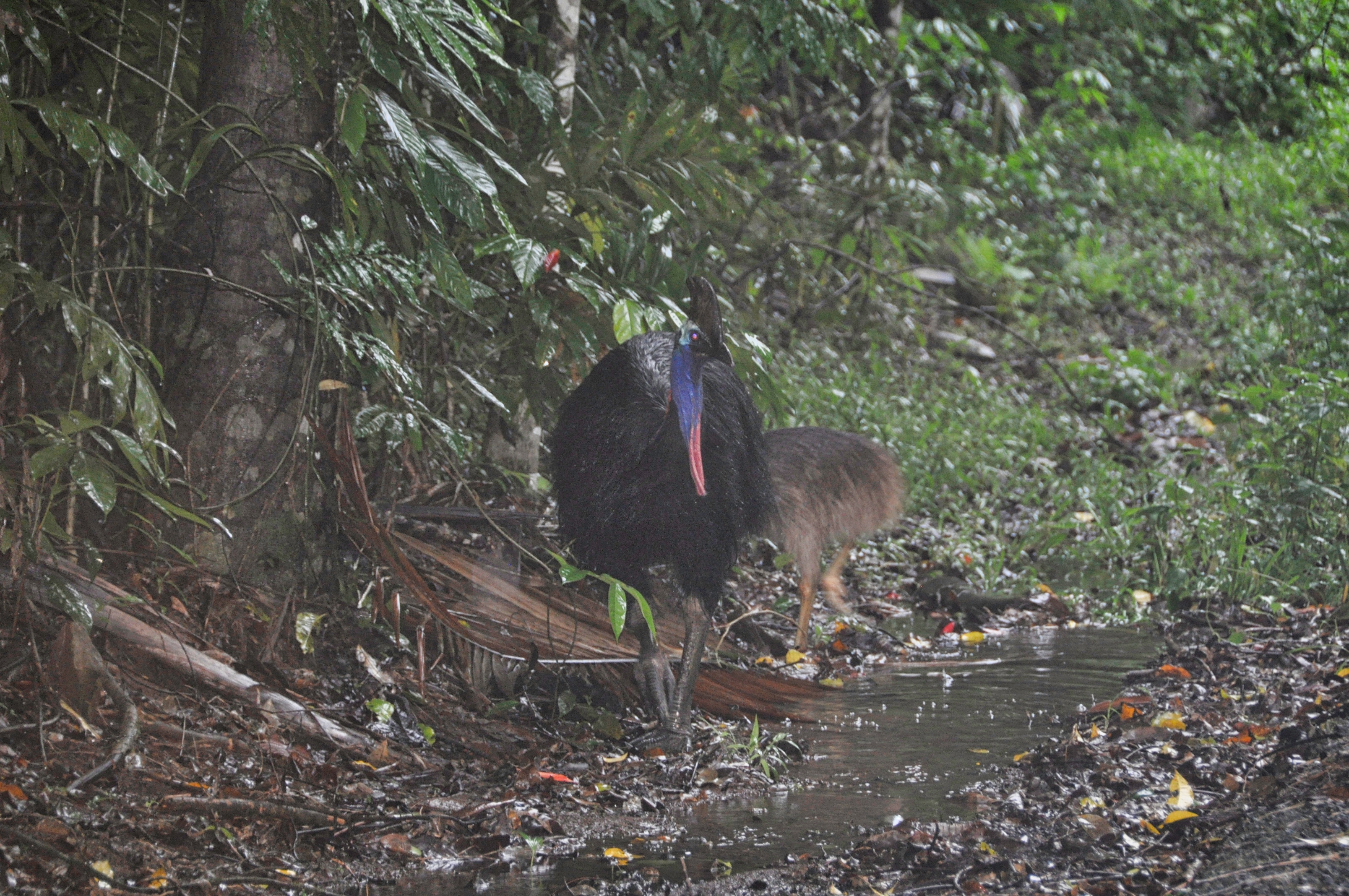 Two Travel The World - Mossman Gorge Walk