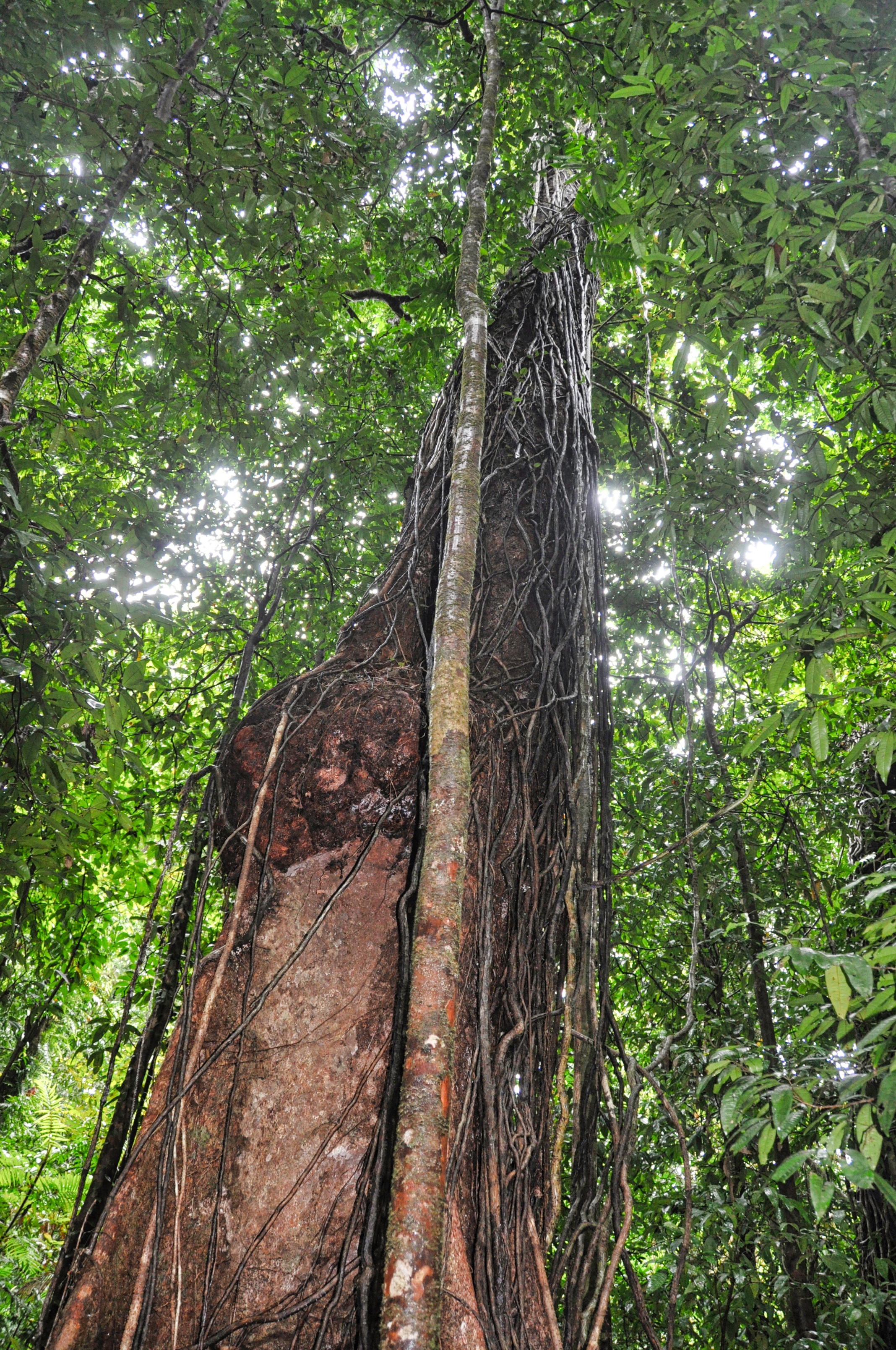 Two Travel The World - Mossman Gorge Walk