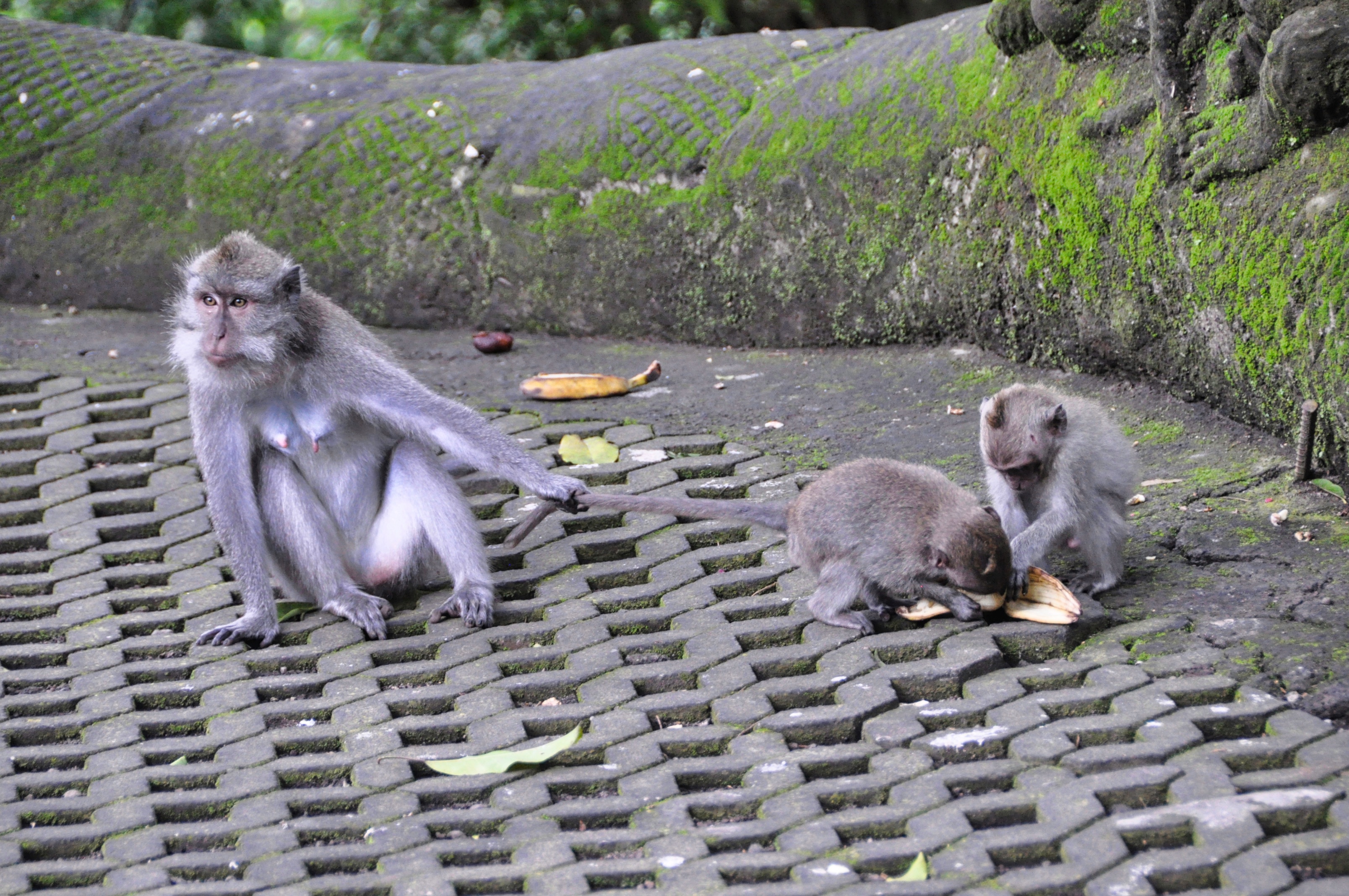 Two Travel The World - La forêt des singes à Ubud, Bali