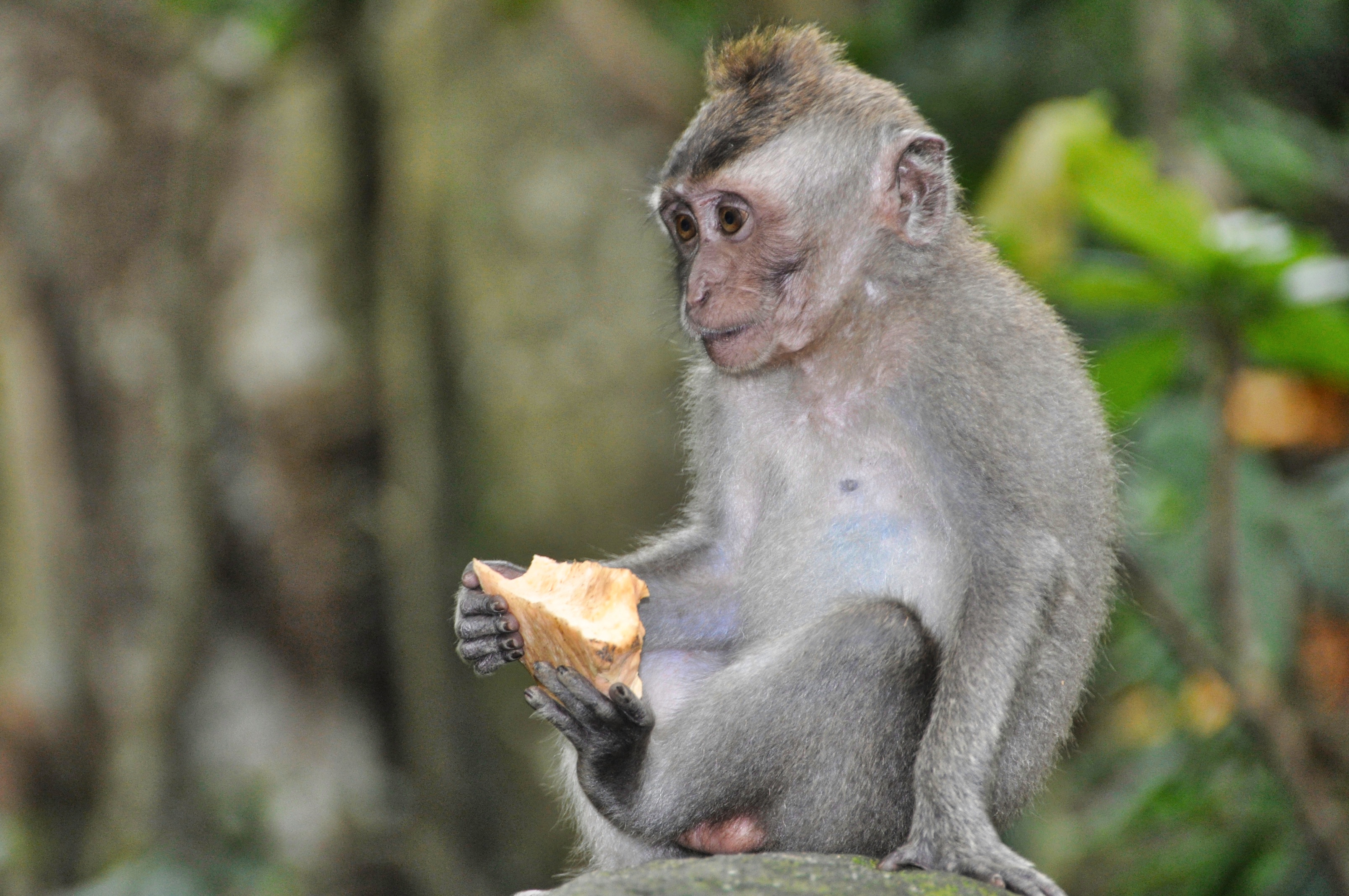 Two Travel The World - La forêt des singes à Ubud, Bali