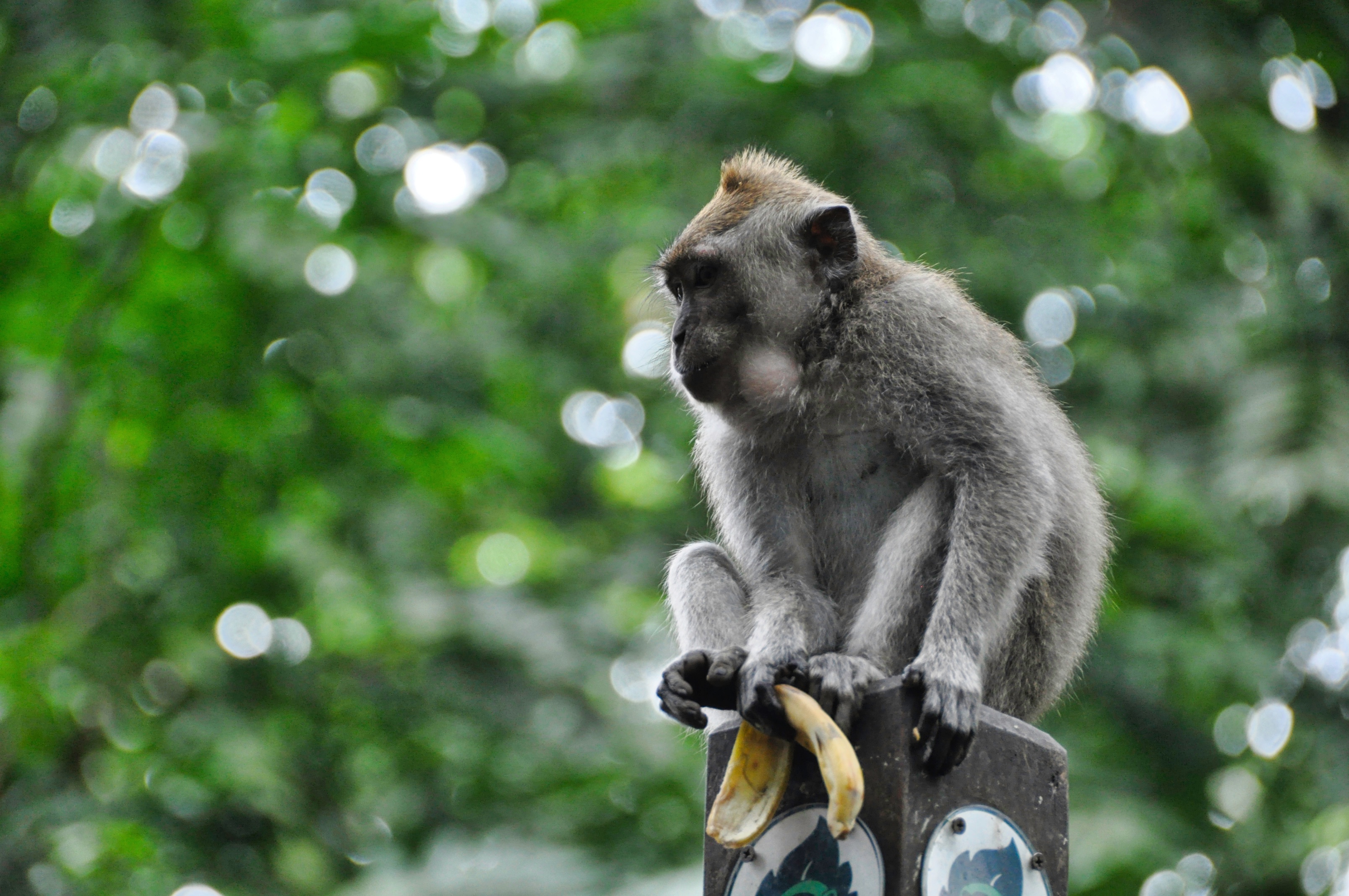 twotraveltheworld-Ubud