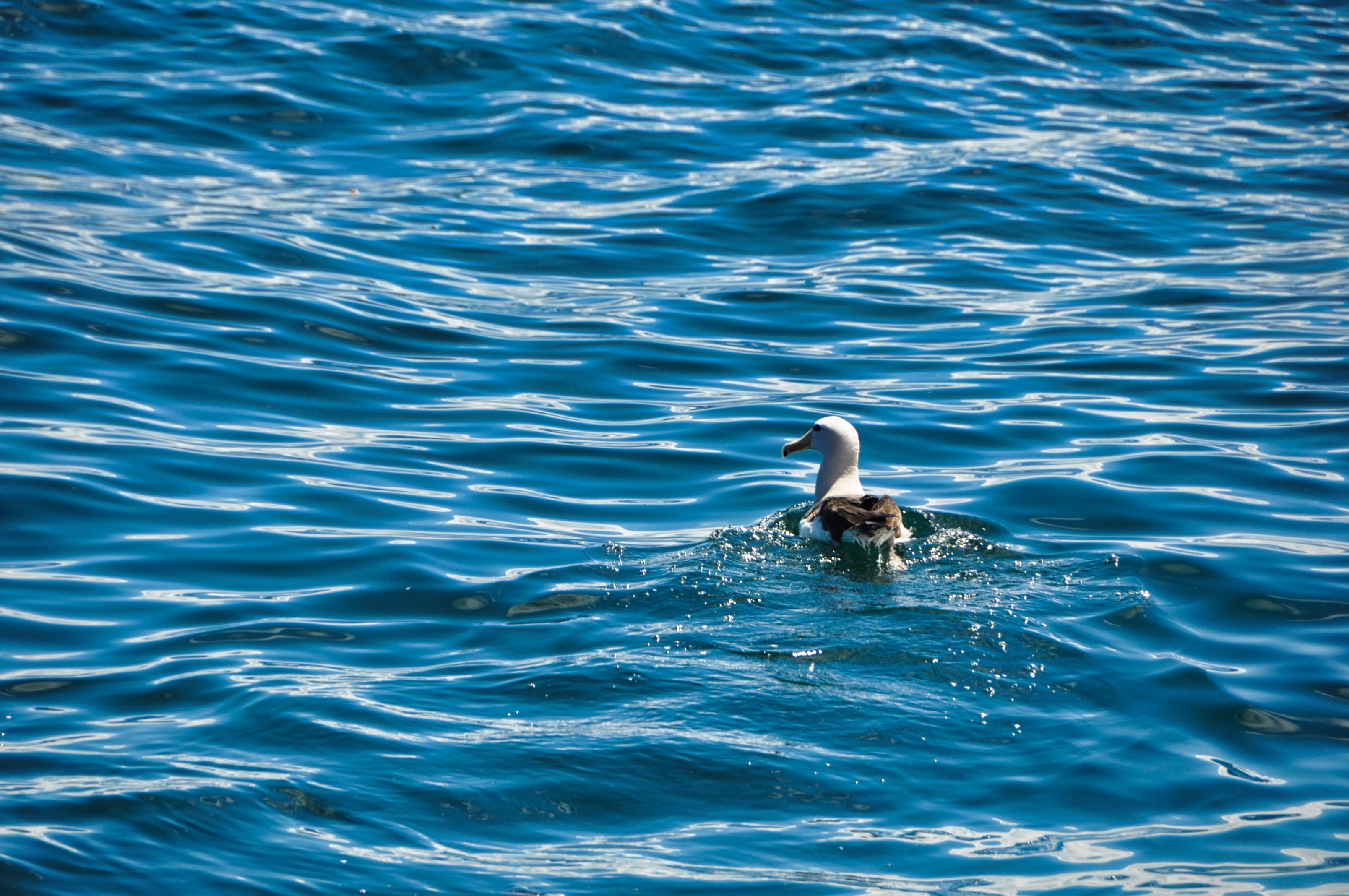 twotraveltheworld-Kaikoura