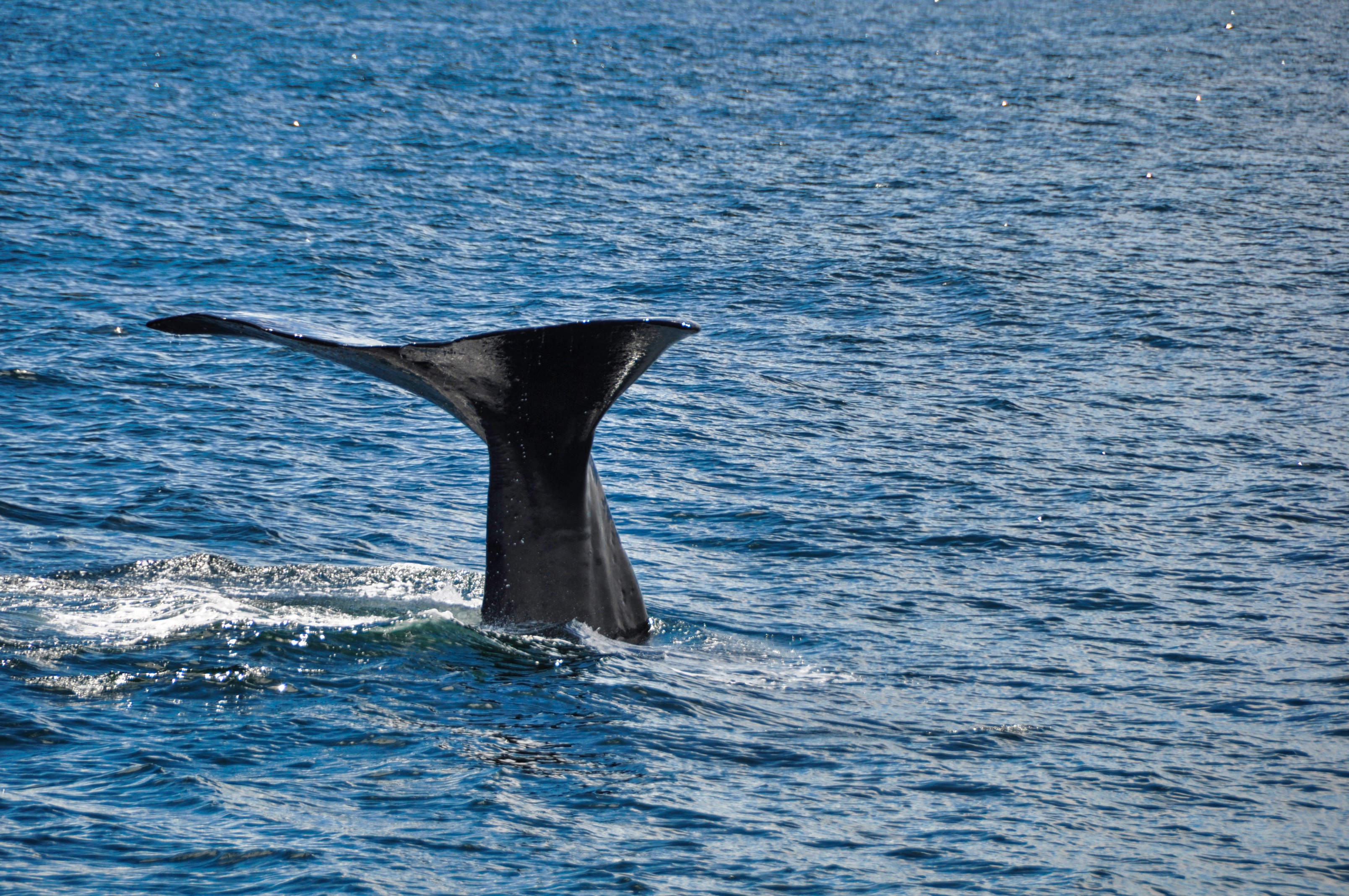 twotraveltheworld-Kaikoura