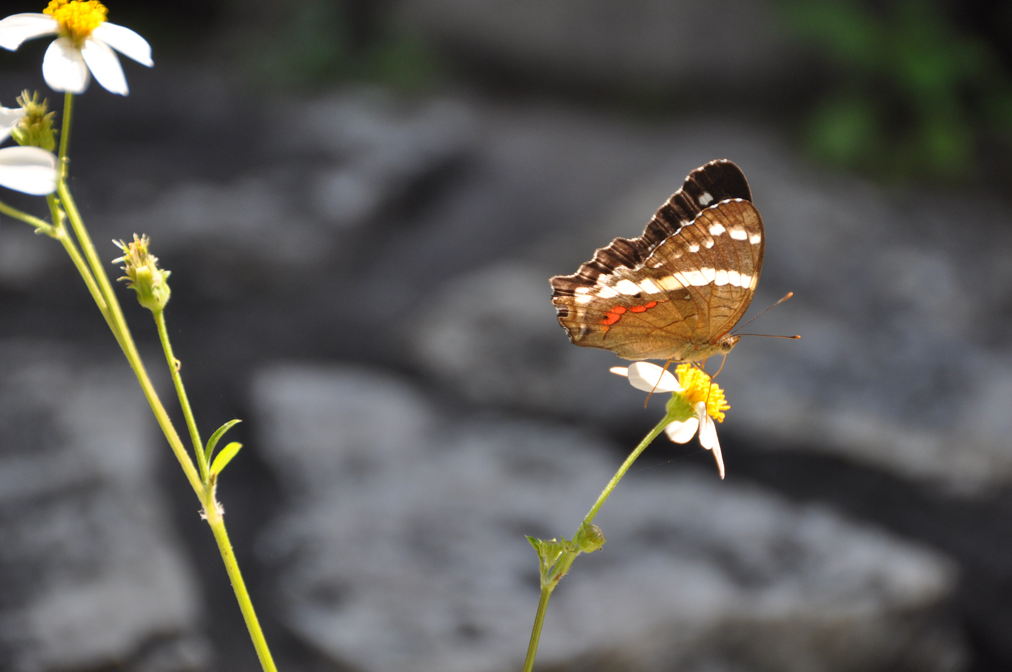 twotraveltheworld-Palenque