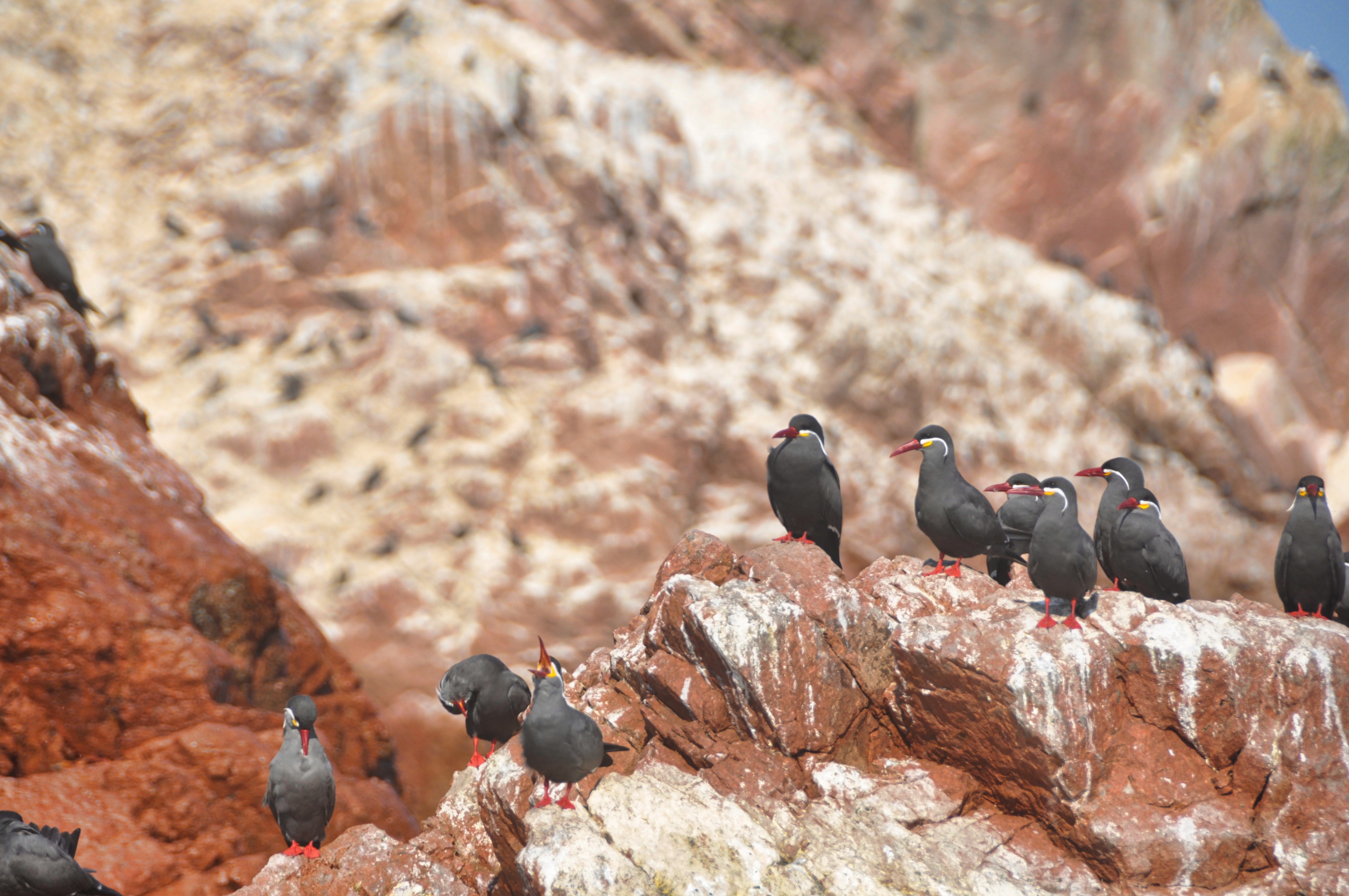 Two Travel The World - The Inside Guide to the Ballestas Islands of Peru