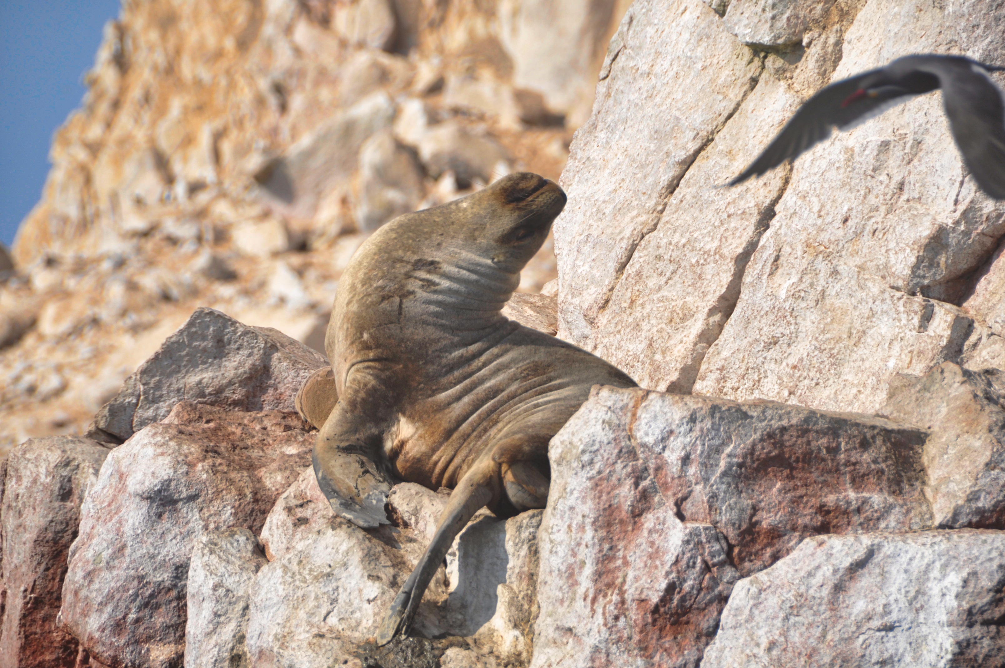 Two Travel The World - The Inside Guide to the Ballestas Islands of Peru