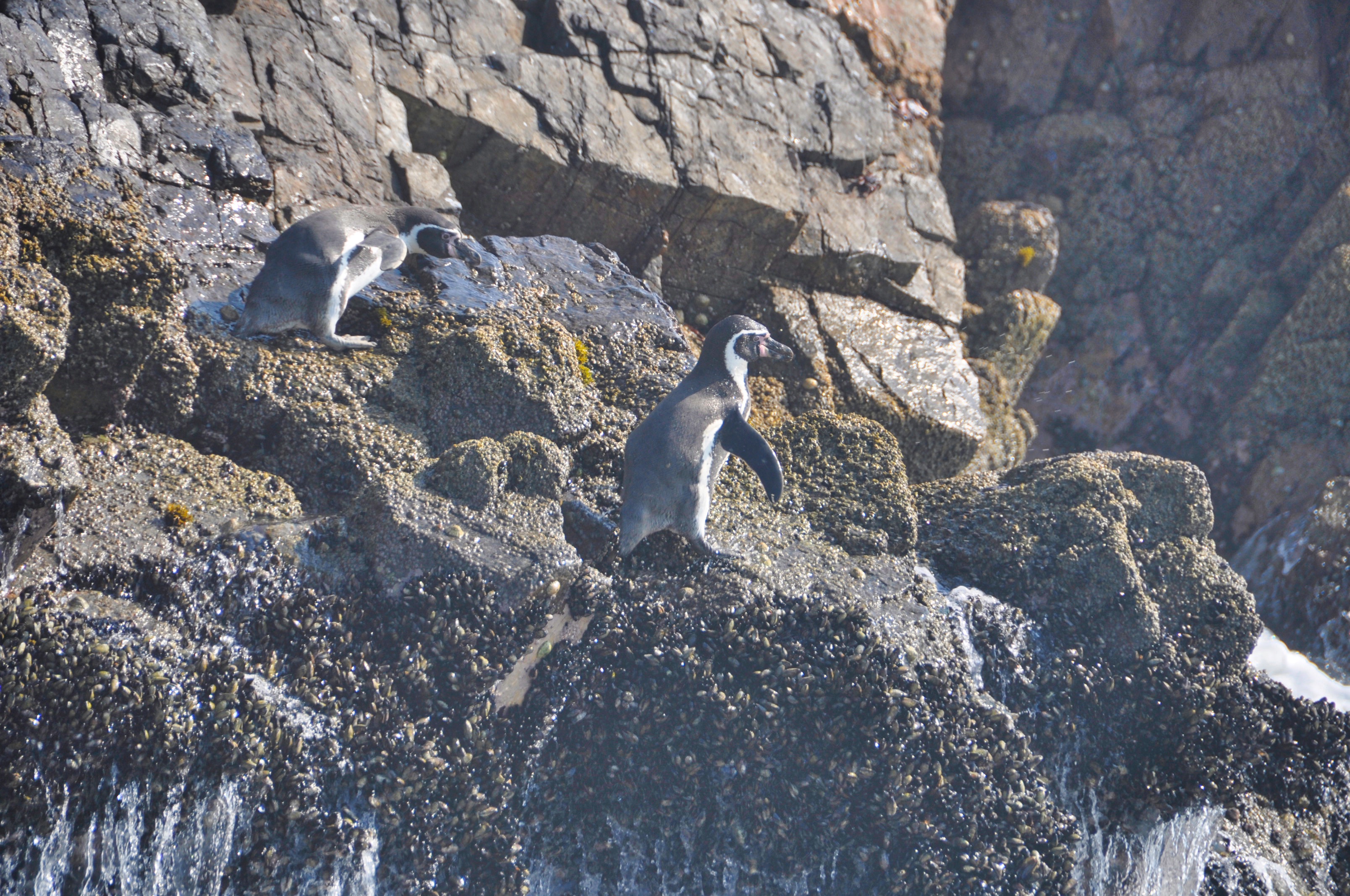 Two Travel The World - The Inside Guide to the Ballestas Islands of Peru