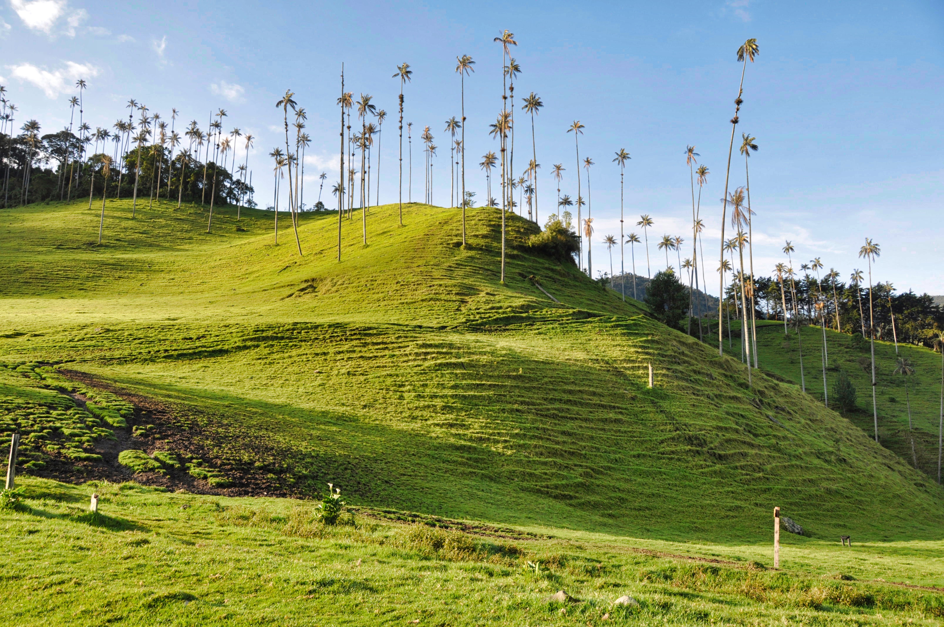 Two Travel The World - Valle de Cocora (Cocora Valley)