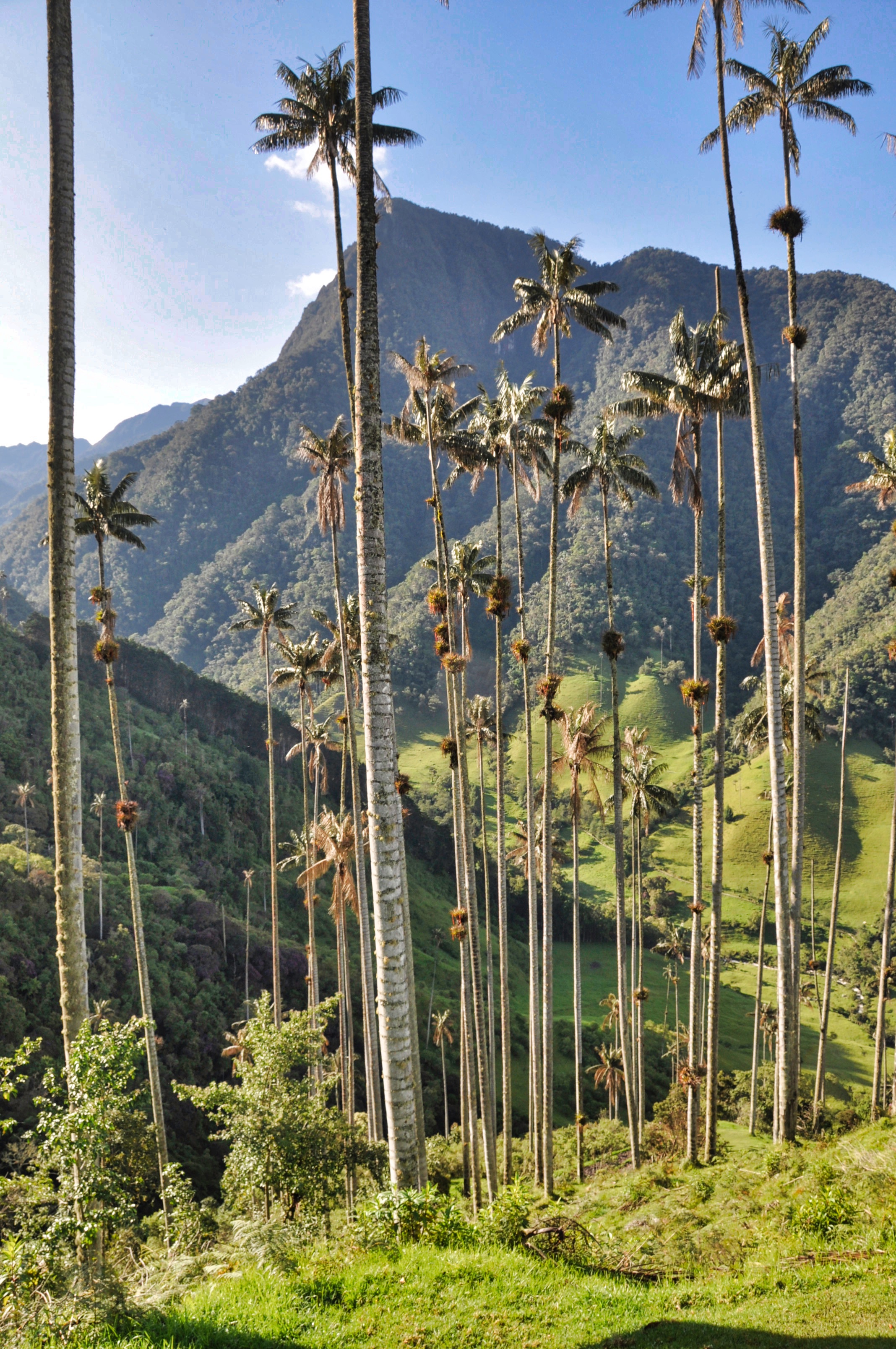 Two Travel The World - Valle de Cocora (Cocora Valley)