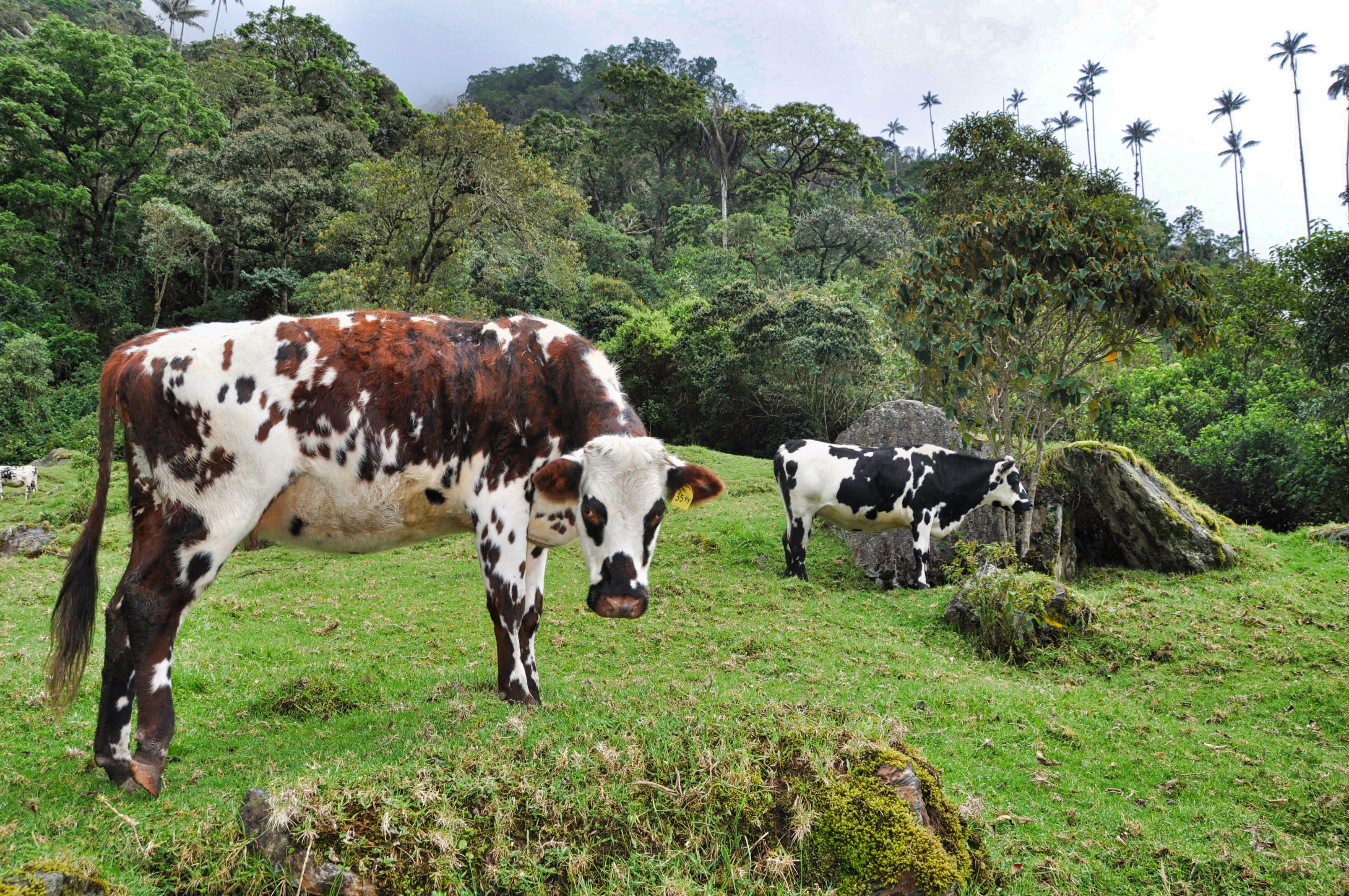 Two Travel The World - Valle de Cocora (Cocora Valley)