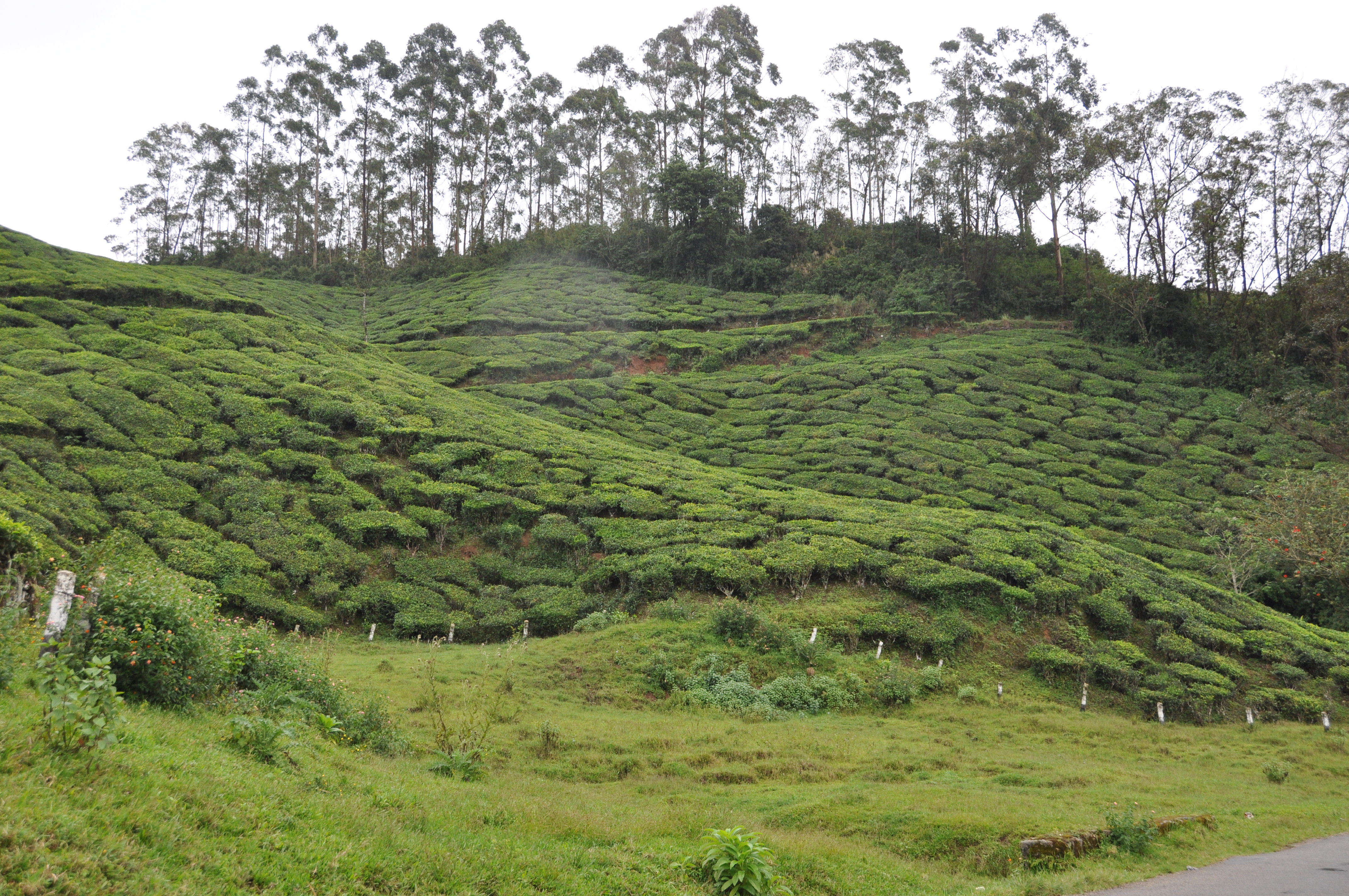 twotraveltheworld-Munnar