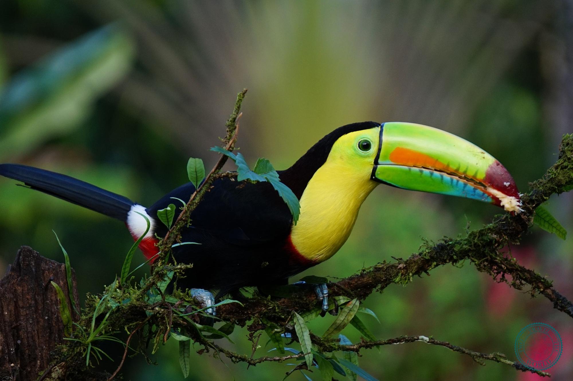 TwoTravelTheWorld-toucan