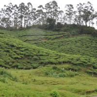 twotraveltheworld-Munnar