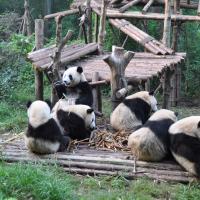 Chengdu Panda Base