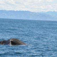 twotraveltheworld-baleines