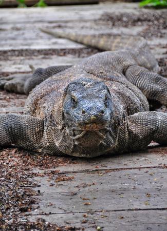 Two Travel The World - Komodo Tour Package: Komodo National Park on a 2 day boat tour.